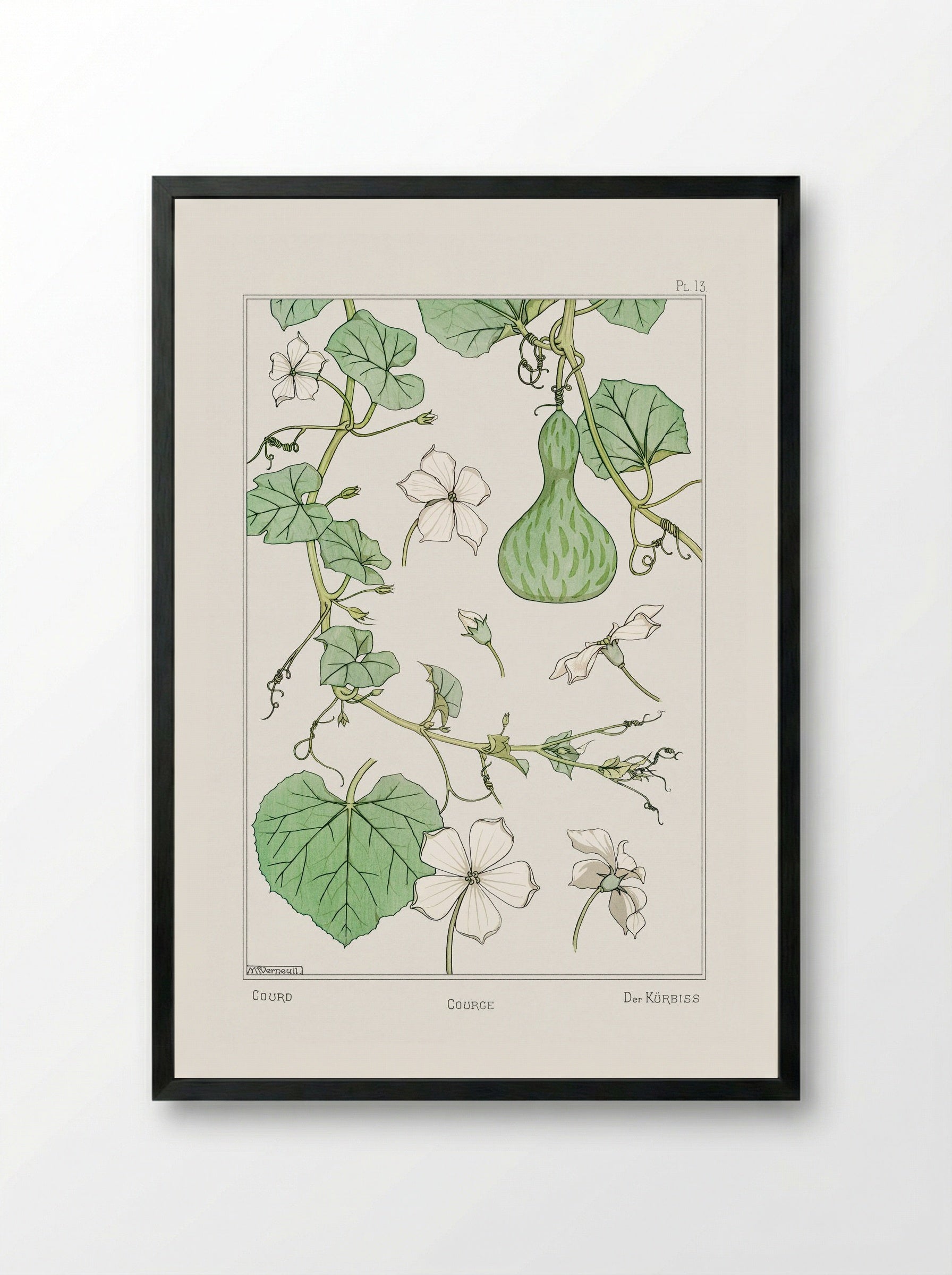 Courge (White-Flowered Gourd) - Maurice Pillard Verneuil - Framed Print Black