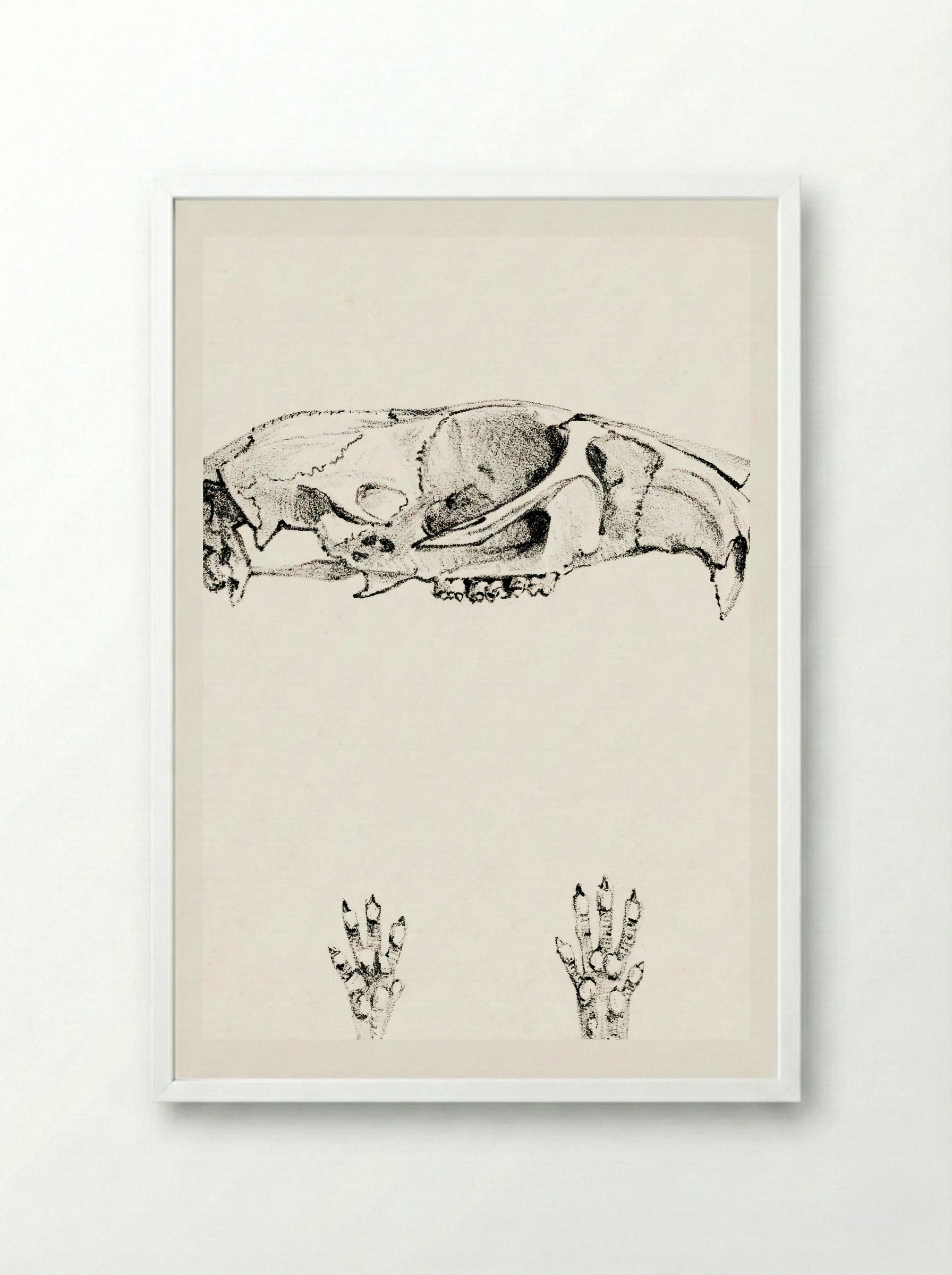 Knaagdierschedels (Rodent Skulls) - Theo van Hoytema - Framed Print White