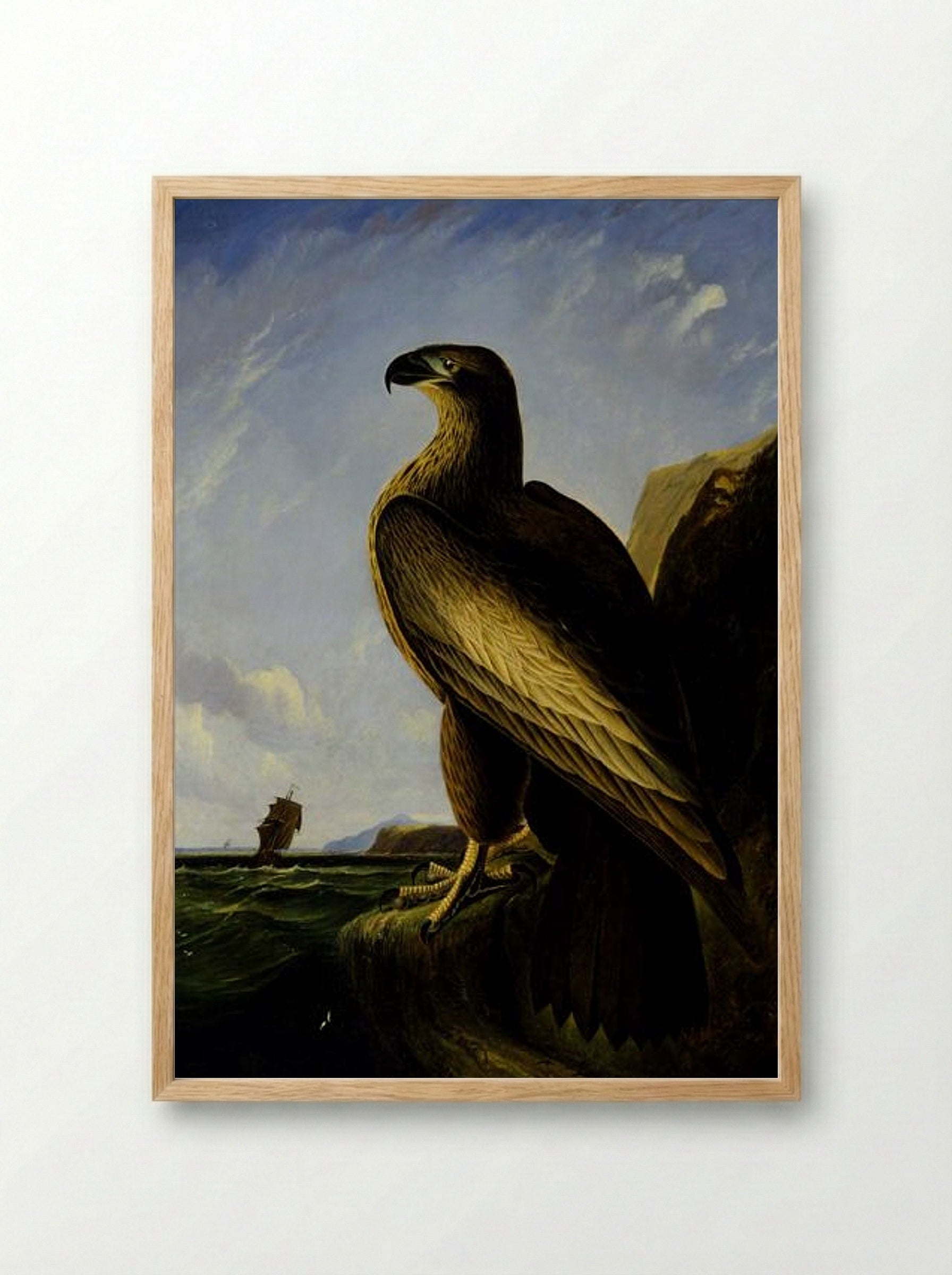 Washington Sea Eagle - John James Audubon - Framed Print Wood