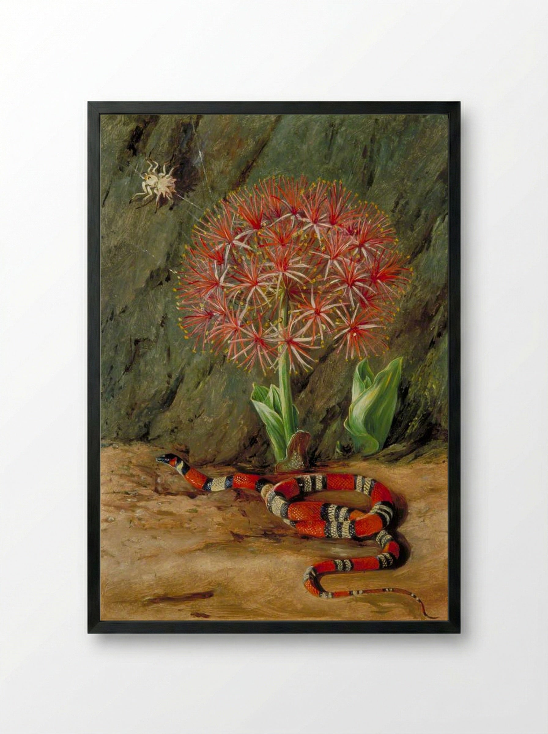 Flor Imperiale, Coral Snake and Spider, Brazil - Marianne North - Framed Print Black