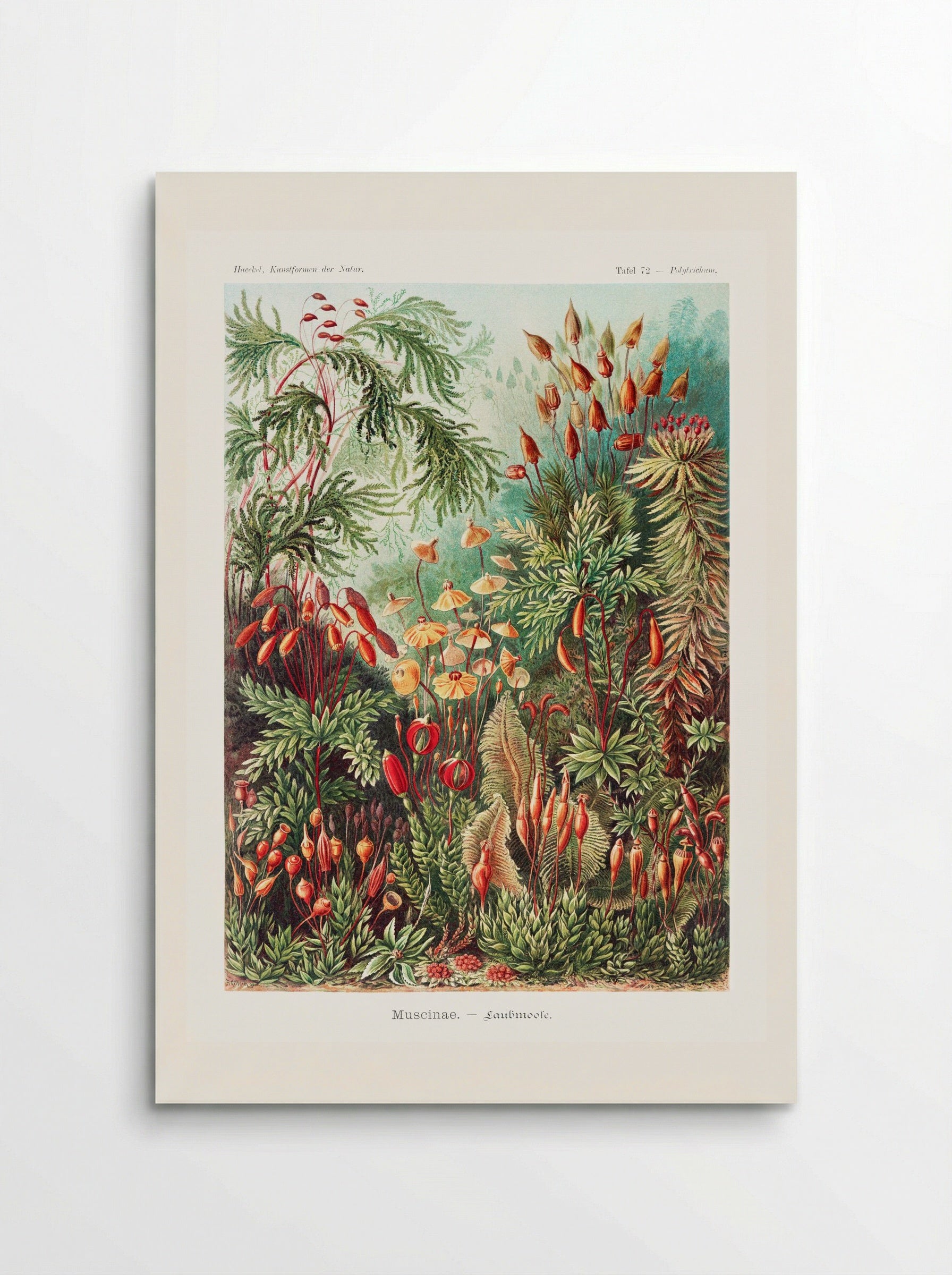 Muscinae-Laubmoose (1904) - Ernst Haeckel - Poster