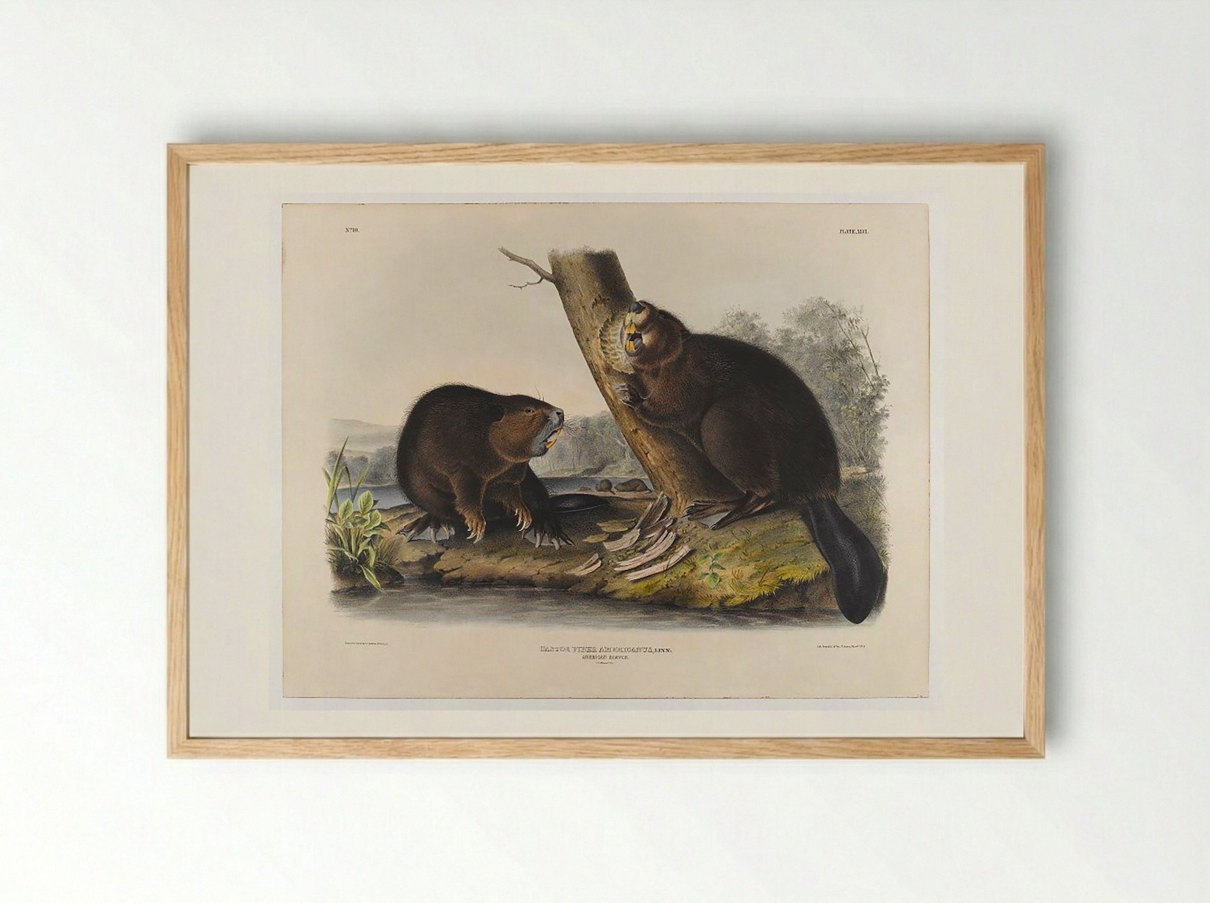 American Beaver - John James Audubon - Framed Print Wood