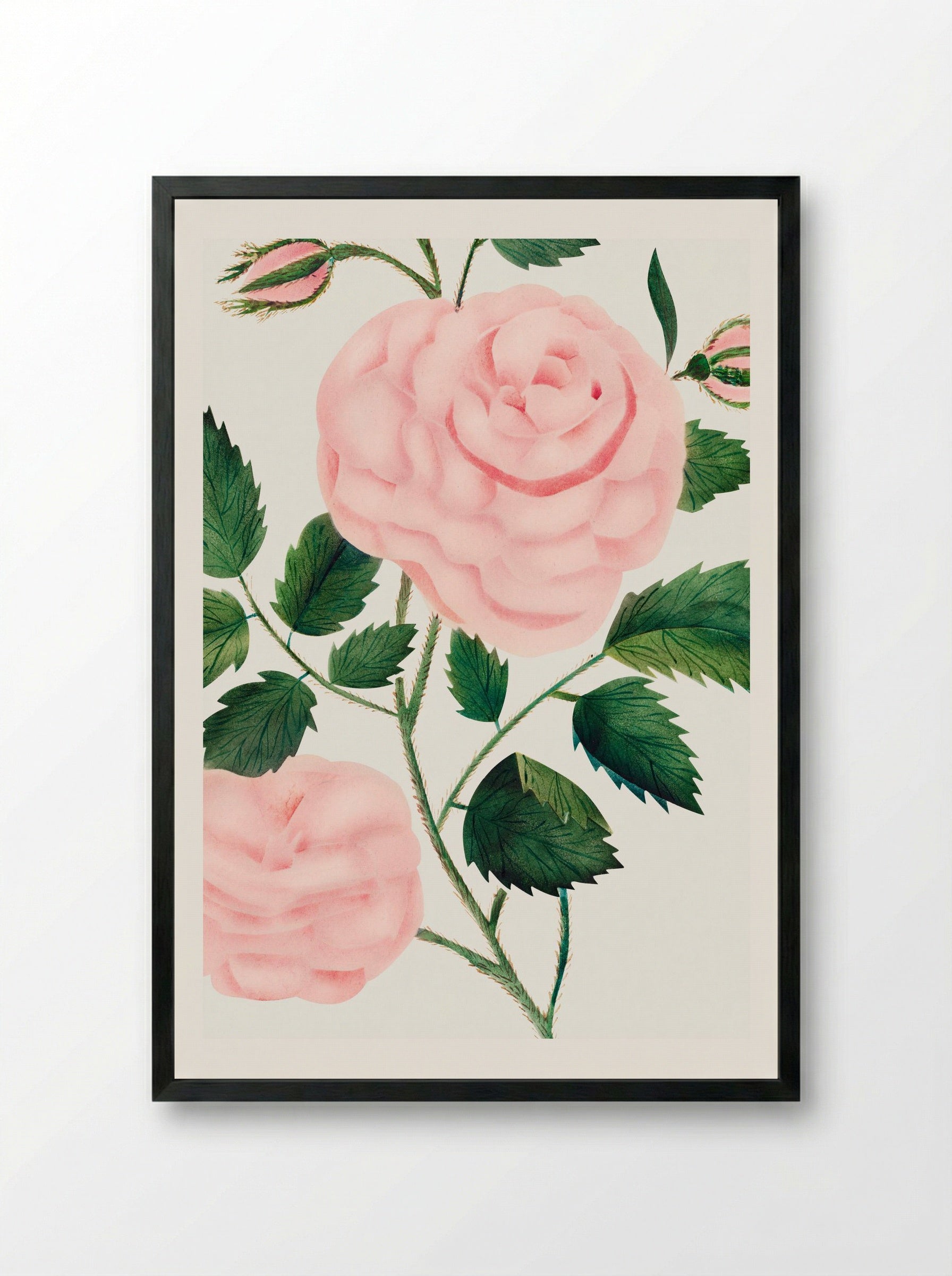 Damask Rose - Mary Altha Nims - Framed Print Black