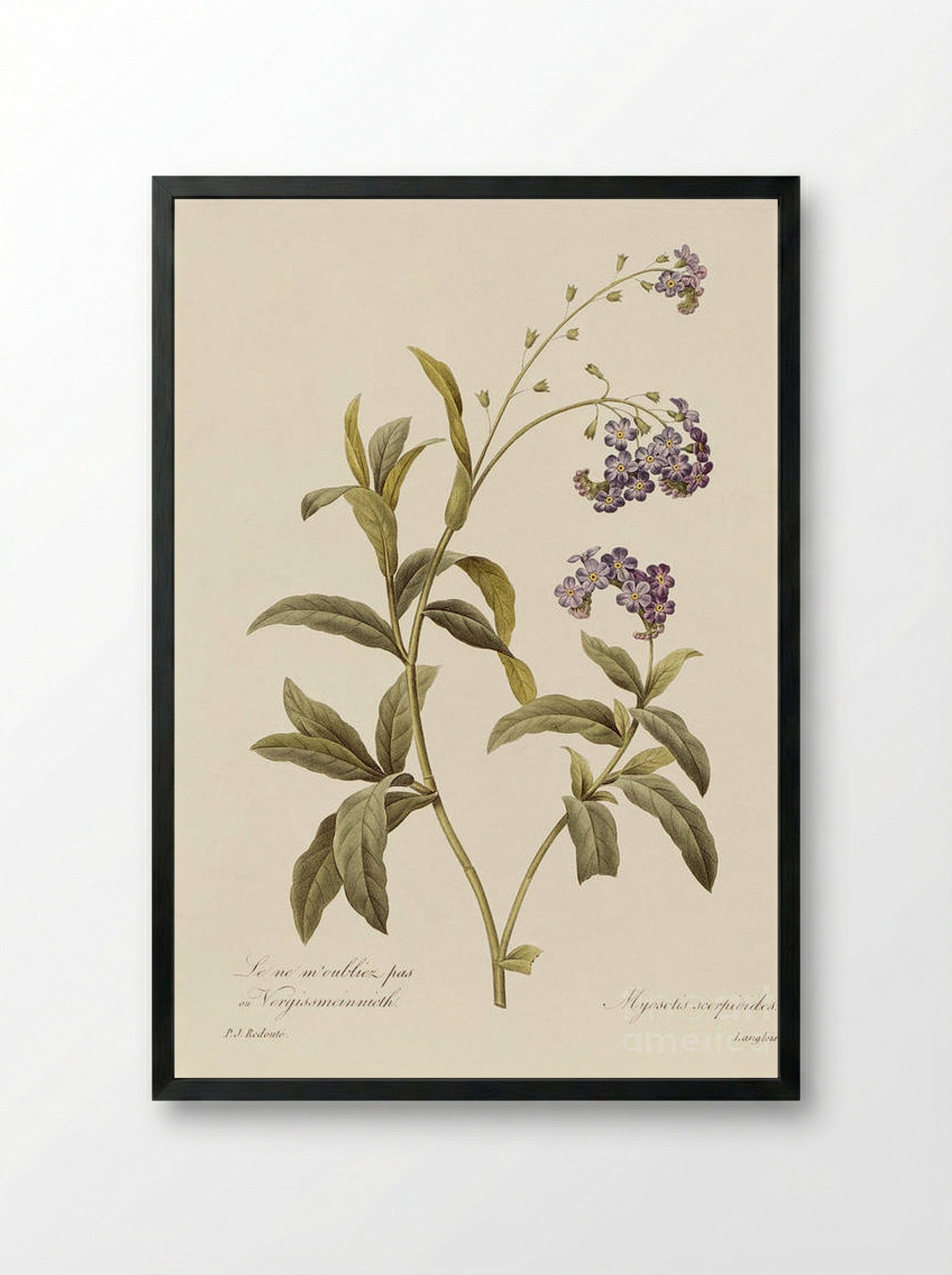 Forget Me Not - Pierre-Joseph Redouté - Framed Print Black