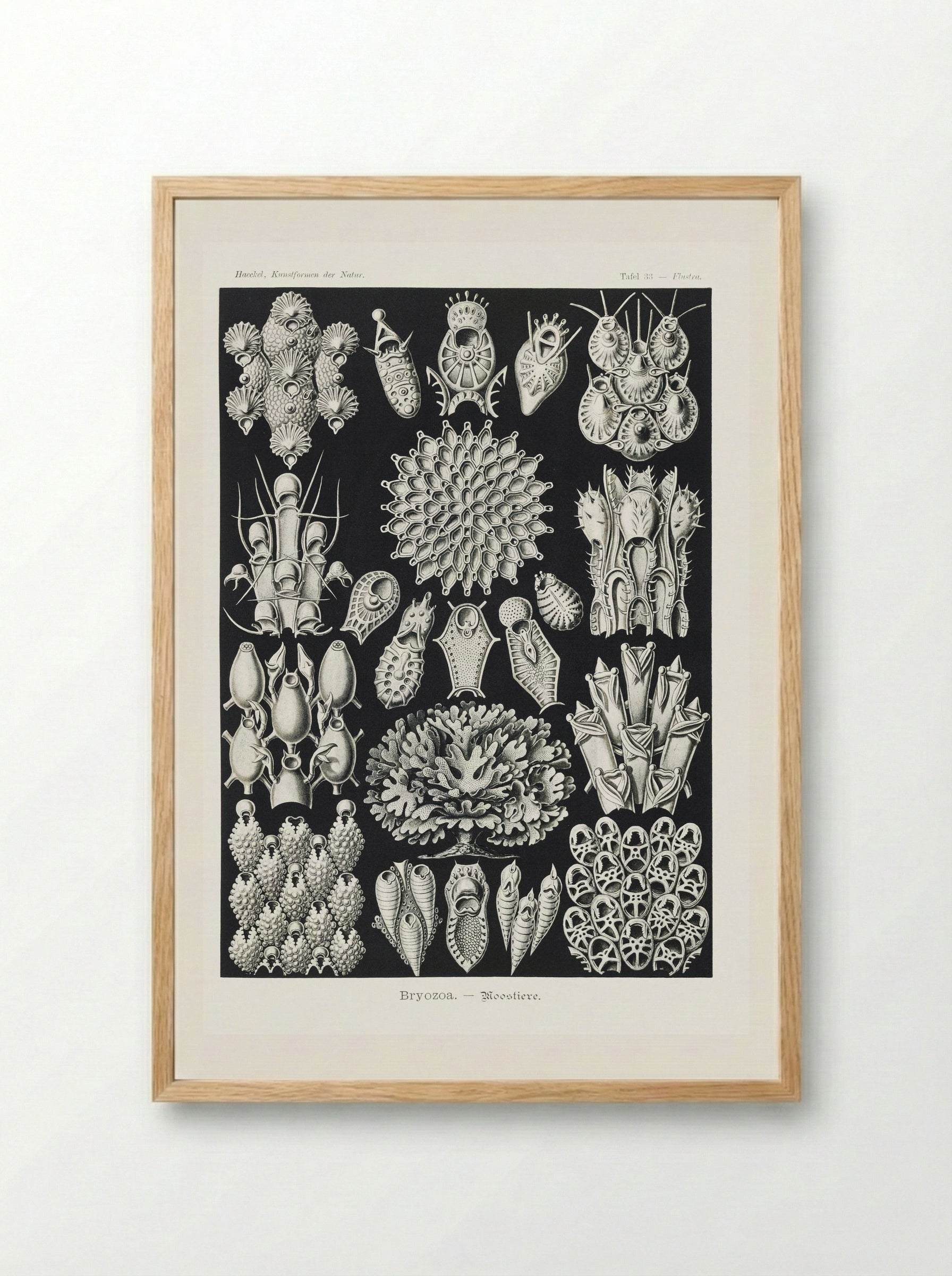 Bryozoa-Woostiere (1904) - Ernst Haeckel - Framed Print Wood