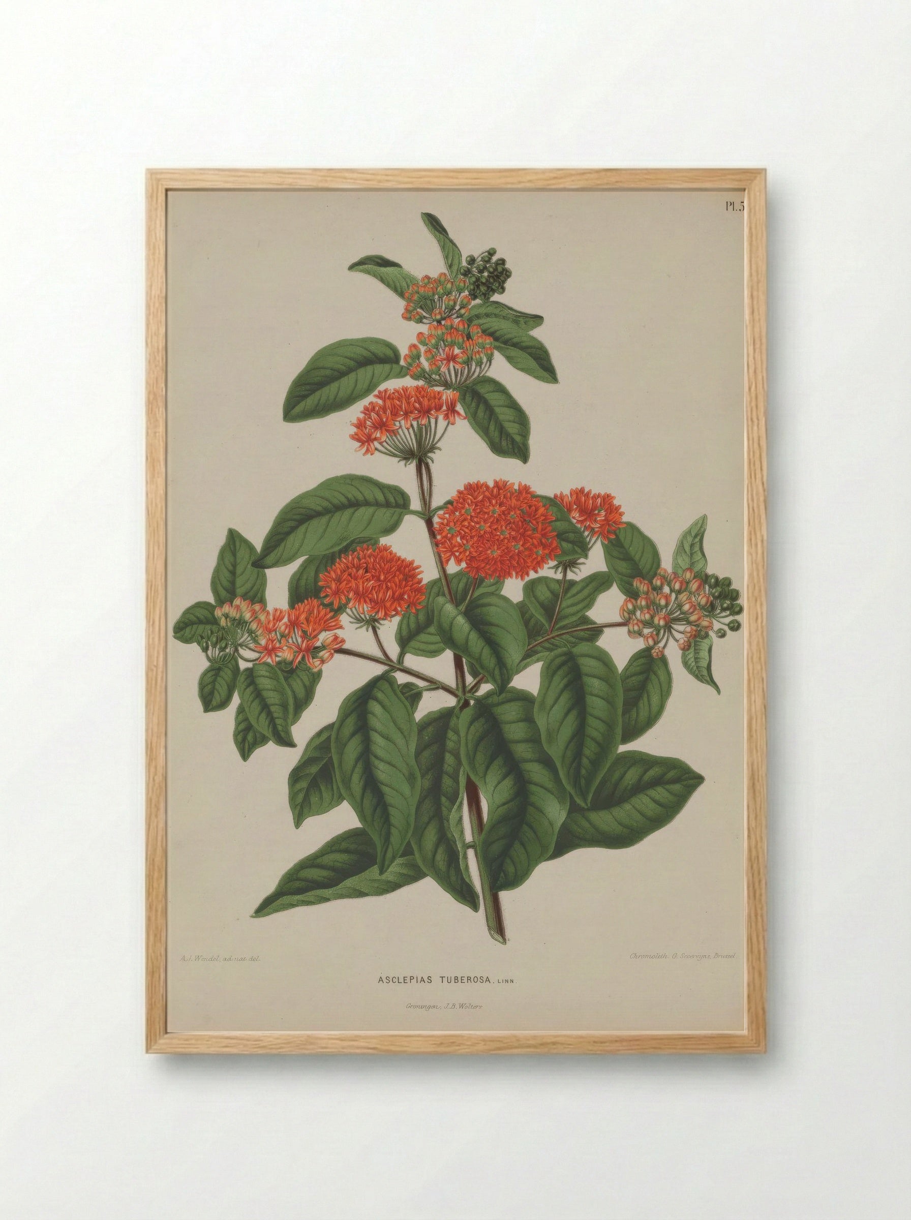 Asclepias Tuberosa L. - A. J. Wendel - Framed Print Wood