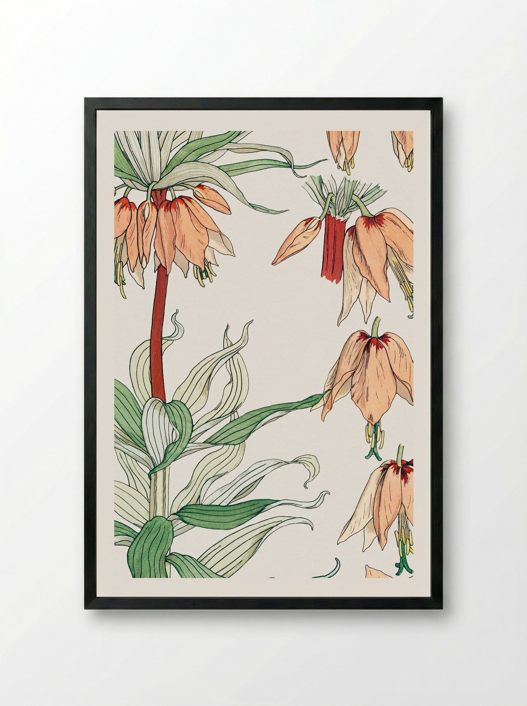 Couronne Impériale (Crown Imperial) - Maurice Pillard Verneuil - Framed Print Black