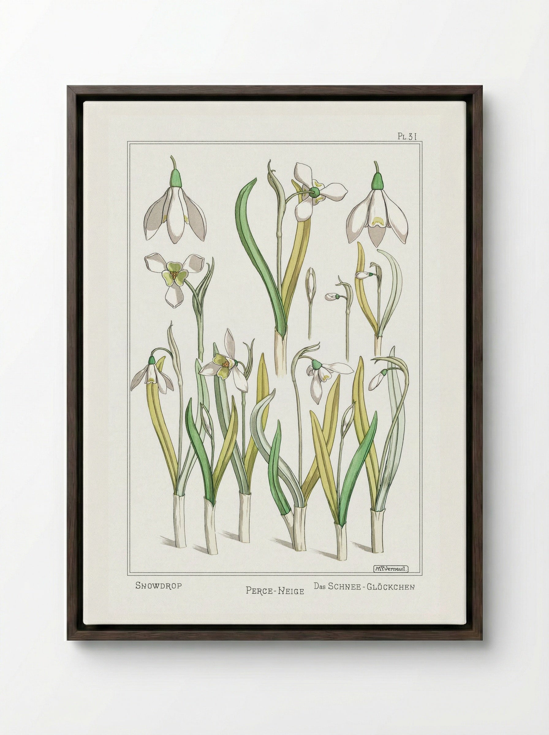 Perce-Neige (Snowdrops) - Maurice Pillard Verneuil - Framed Canvas Dark Wood