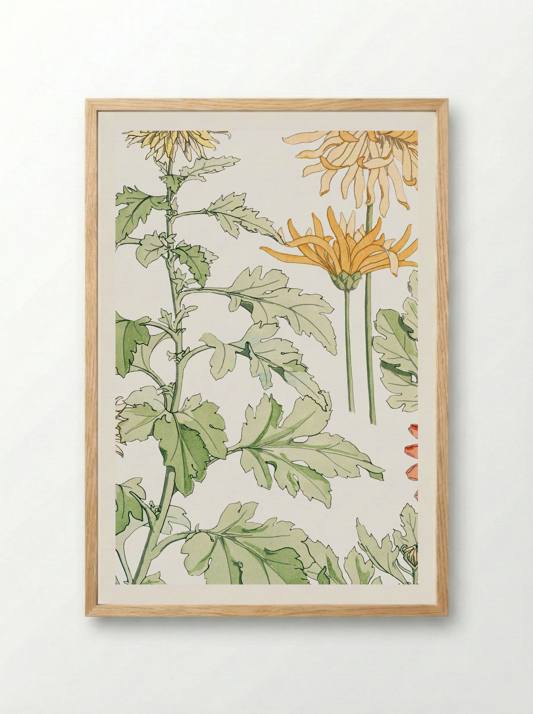 Chrysanthème (Chrysanthemum) - Maurice Pillard Verneuil - Framed Print Wood