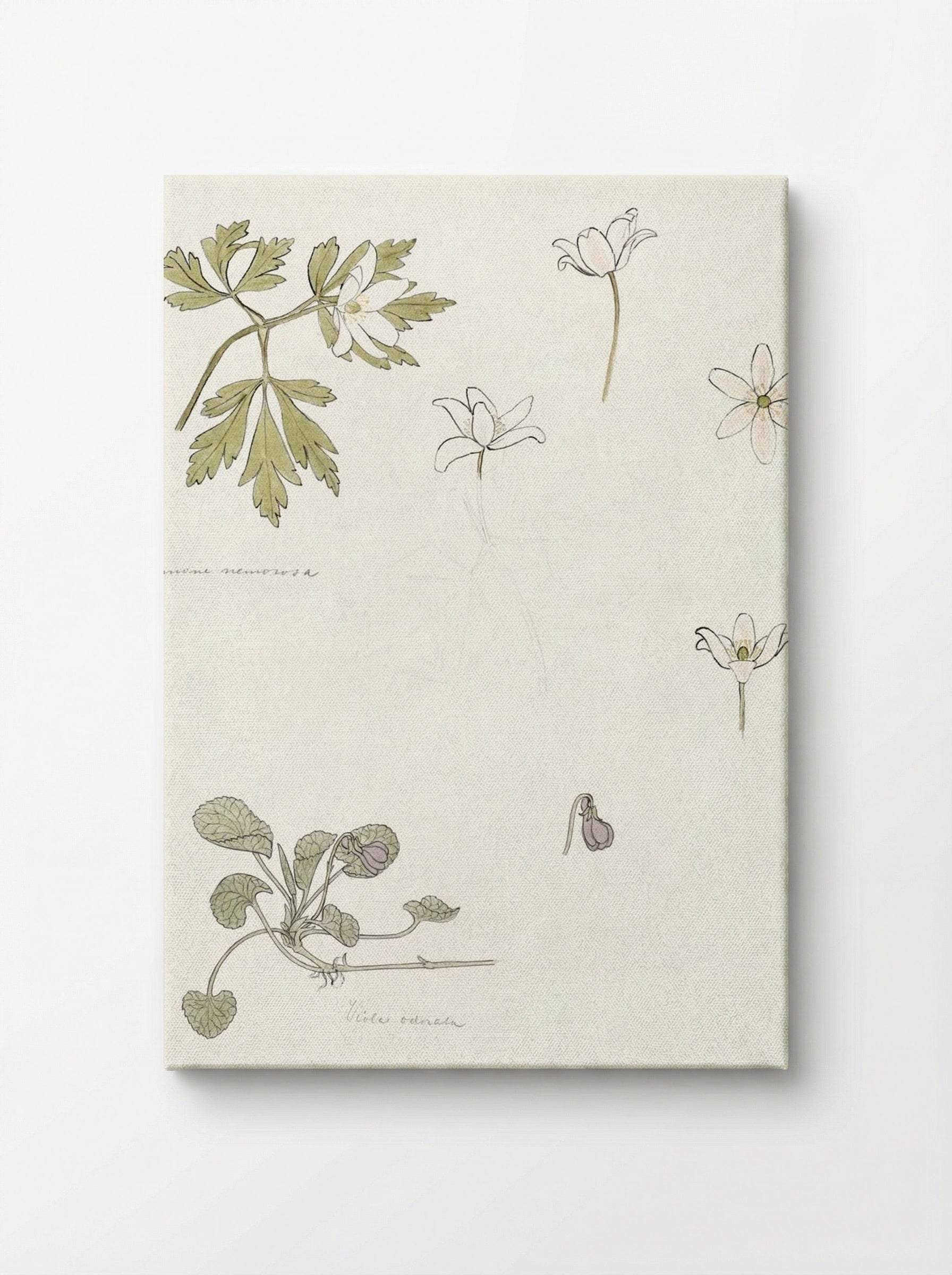 Sketches of Wood Anemone and Sweet Violet - Julie de Graag - Canvas