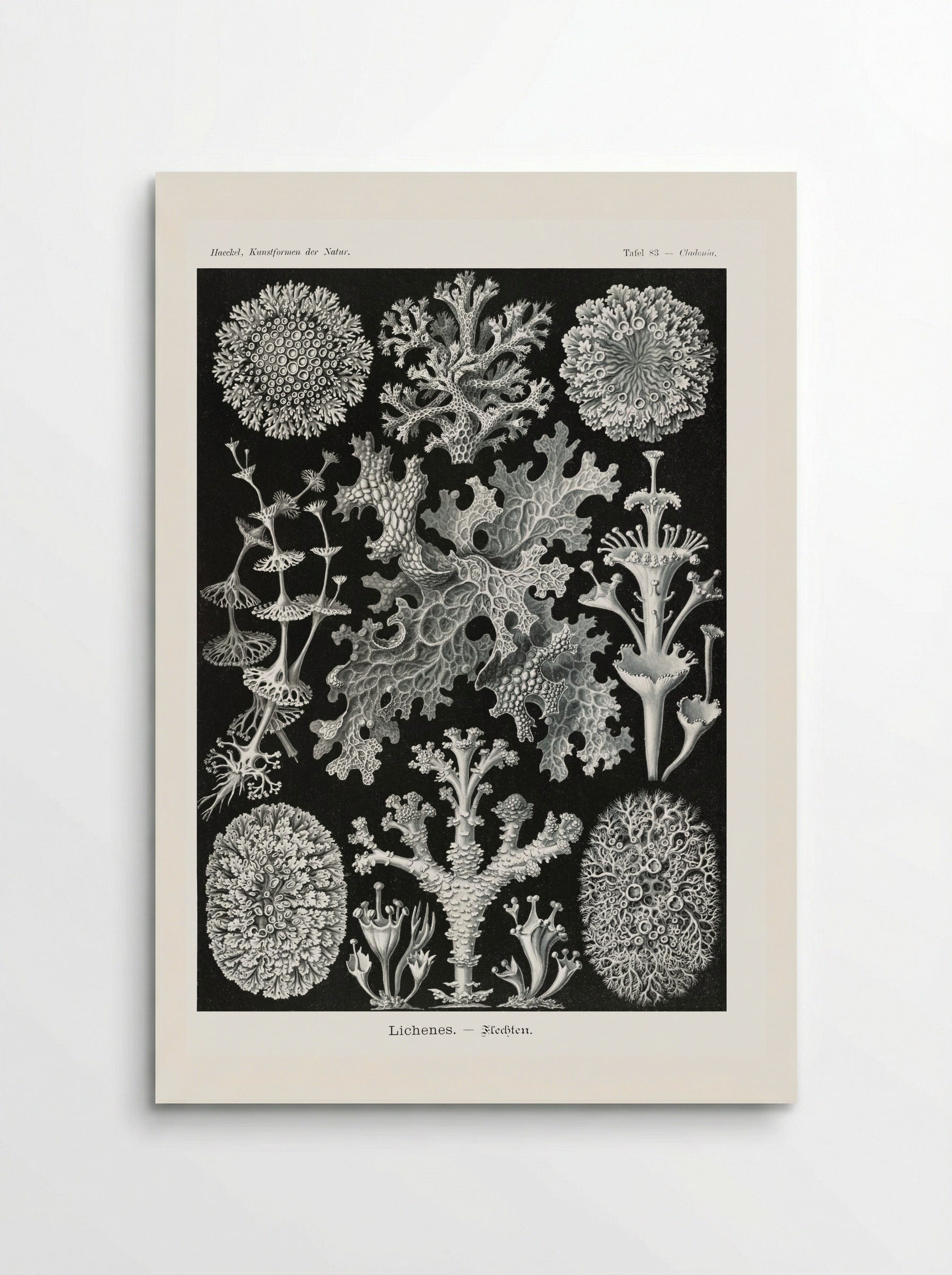 Lichenes-Flechten (1904) - Ernst Haeckel - Poster