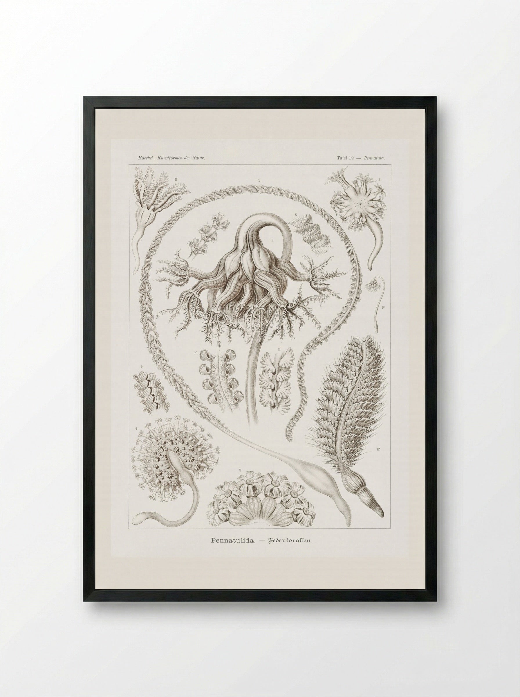 Pennatulida-Federkorallen (1904) - Ernst Haeckel - Framed Print Black