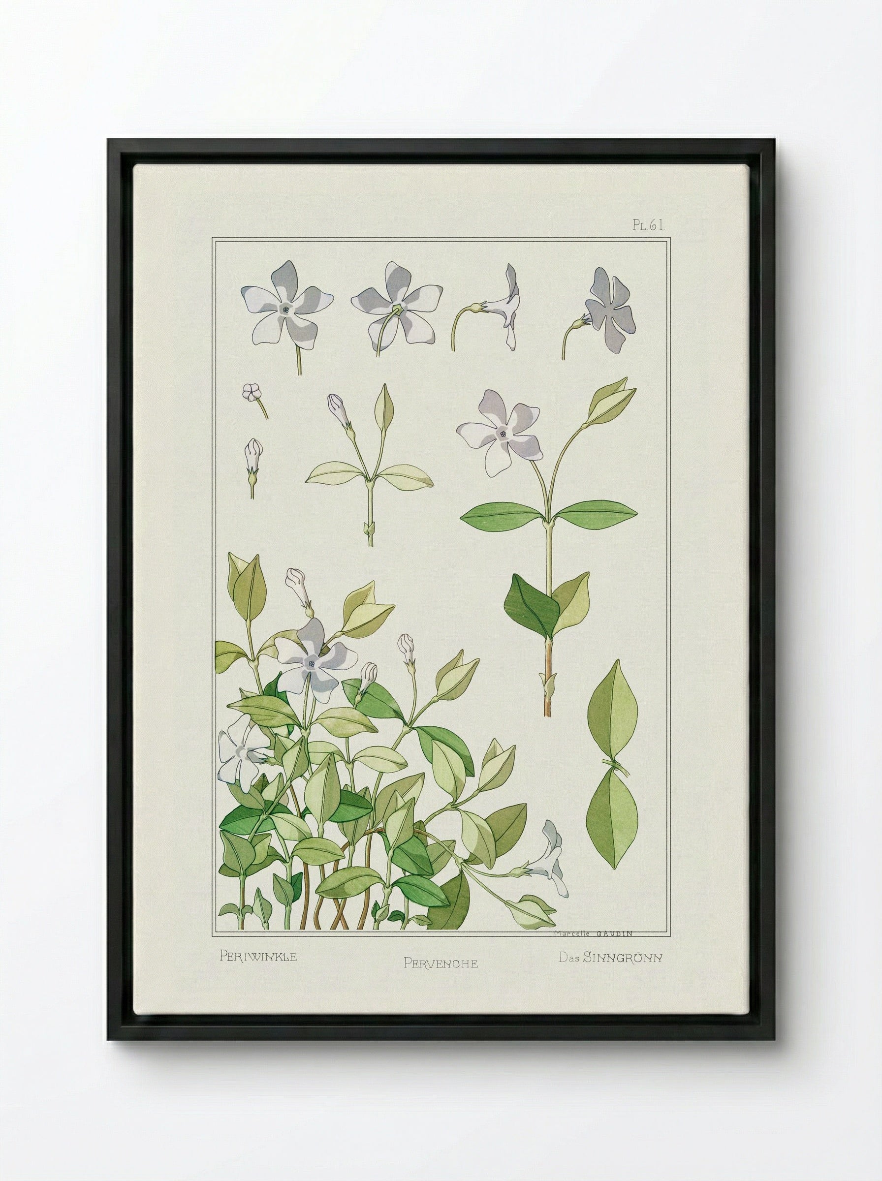 Pervenche (Periwinkle) - Maurice Pillard Verneuil - Framed Canvas Black