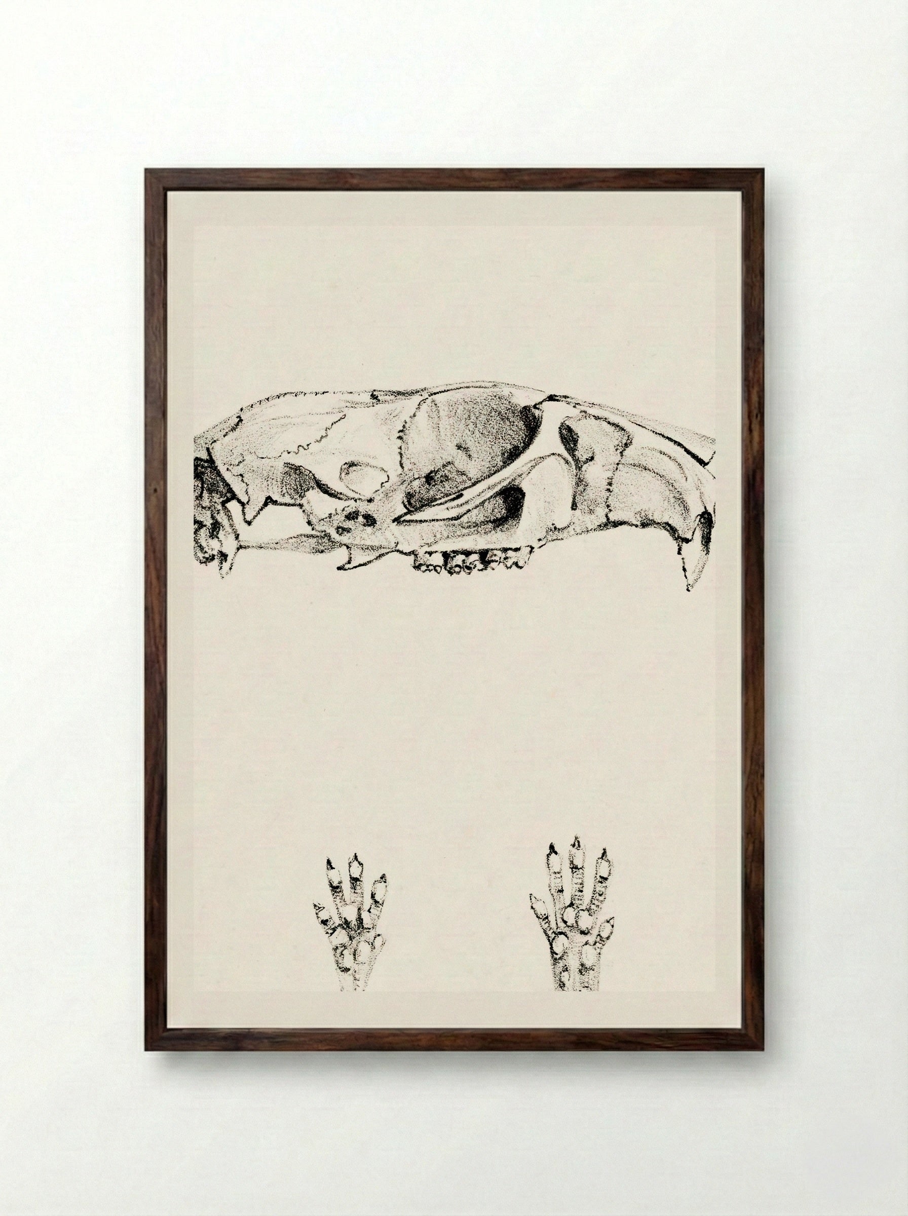 Knaagdierschedels (Rodent Skulls) - Theo van Hoytema - Framed Print Dark Wood