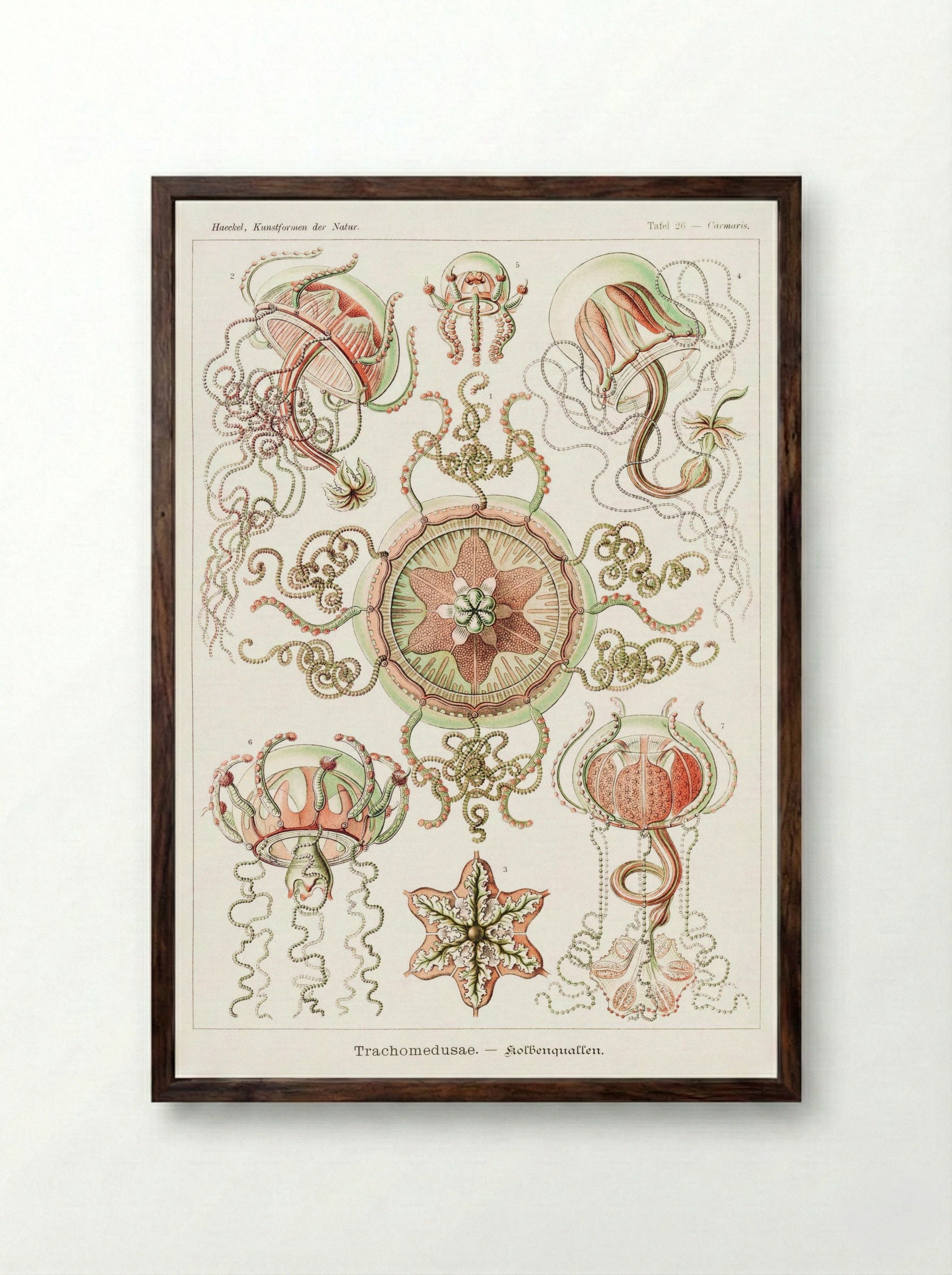 Trachomedusae-Kolbenquallen (1904) - Ernst Haeckel - Framed Print Dark Wood