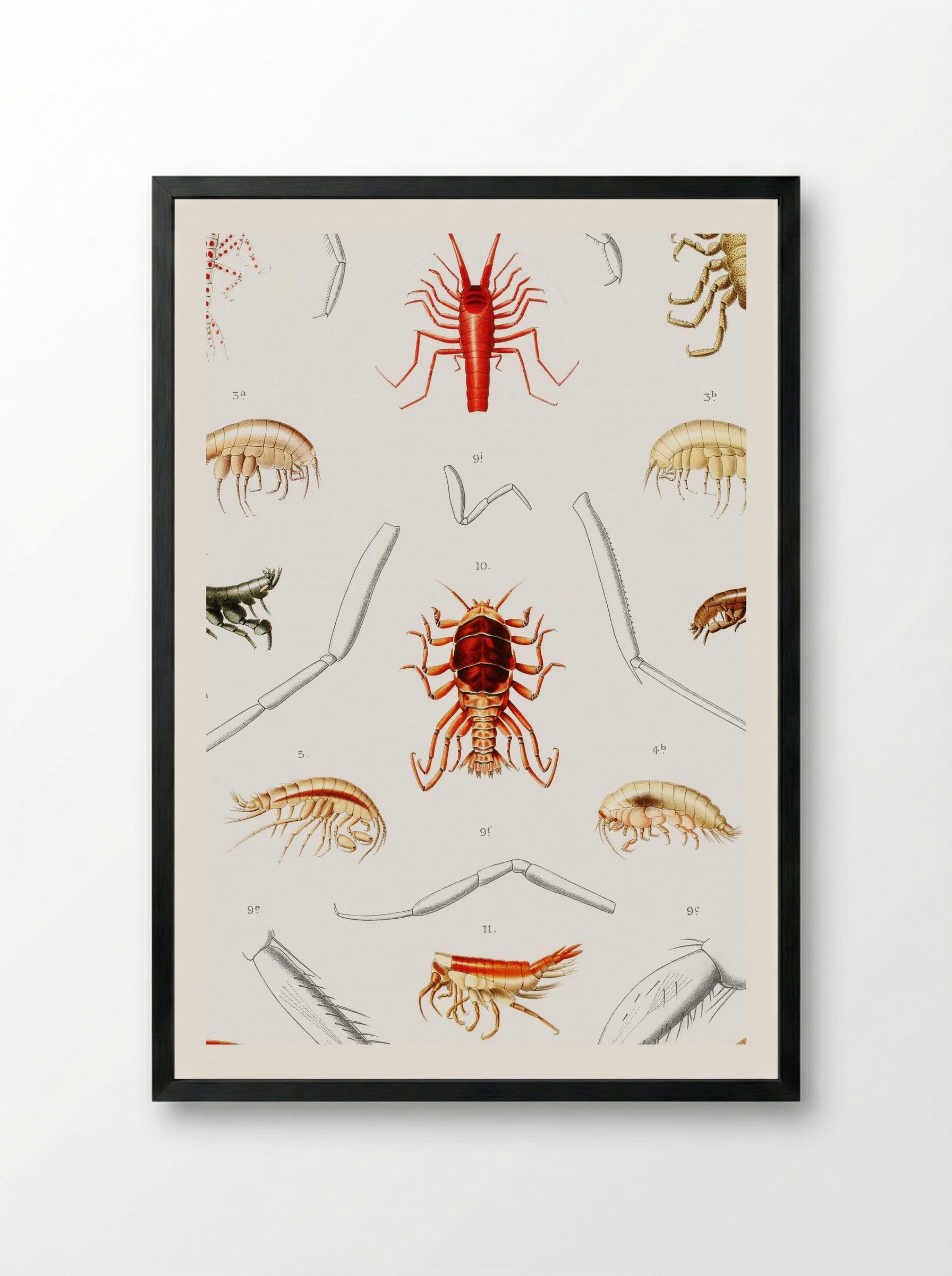 Amphipods of the North Atlantic - Albert I of Monaco - Framed Print Black