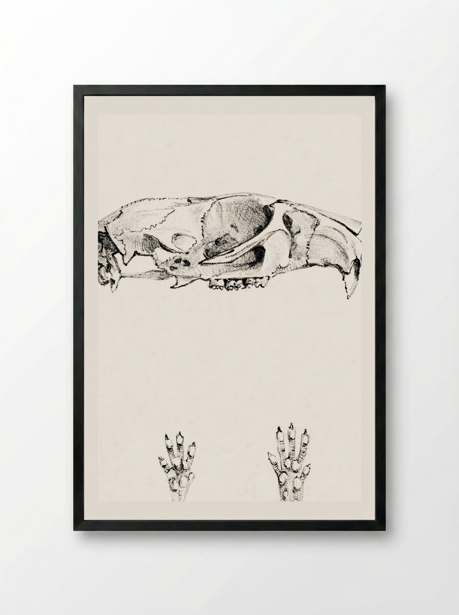 Knaagdierschedels (Rodent Skulls) - Theo van Hoytema - Framed Print Black