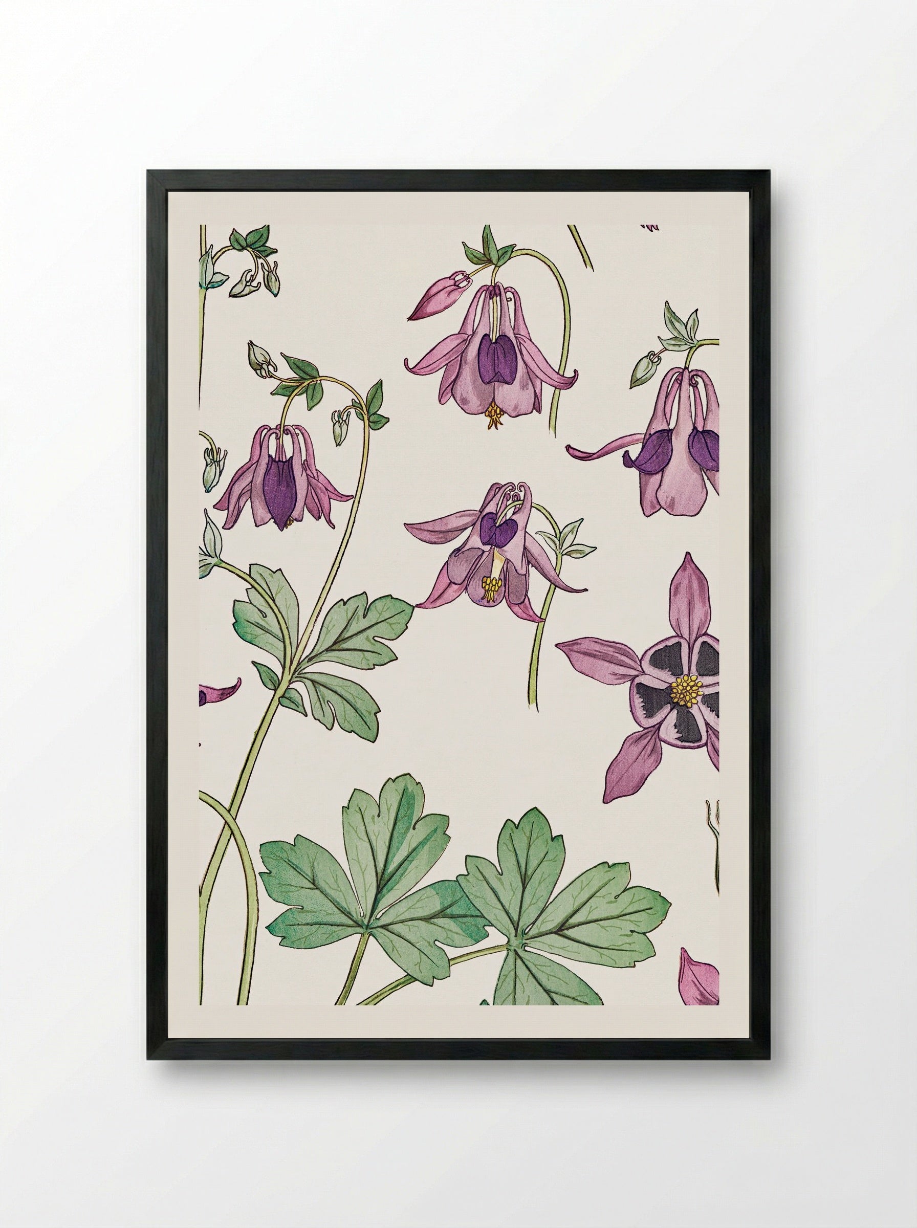 Ancolie (Columbine) - Maurice Pillard Verneuil - Framed Print Black