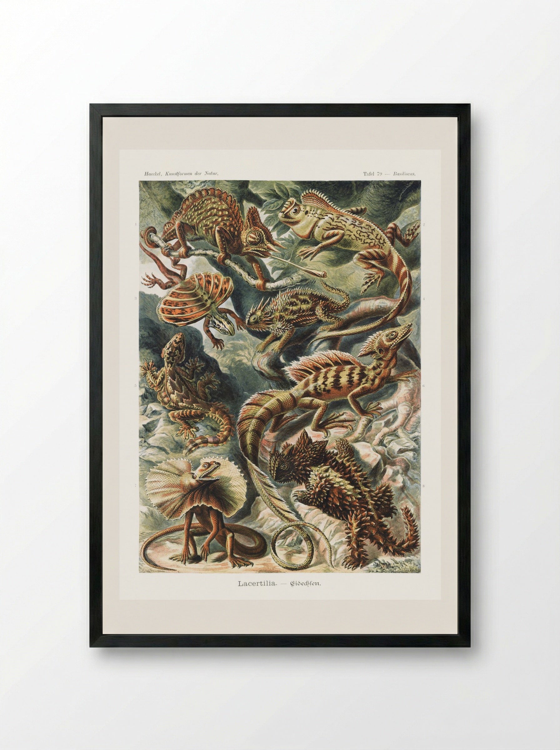 Lacertilia-Eidechlen (1904) - Ernst Haeckel - Framed Print Black