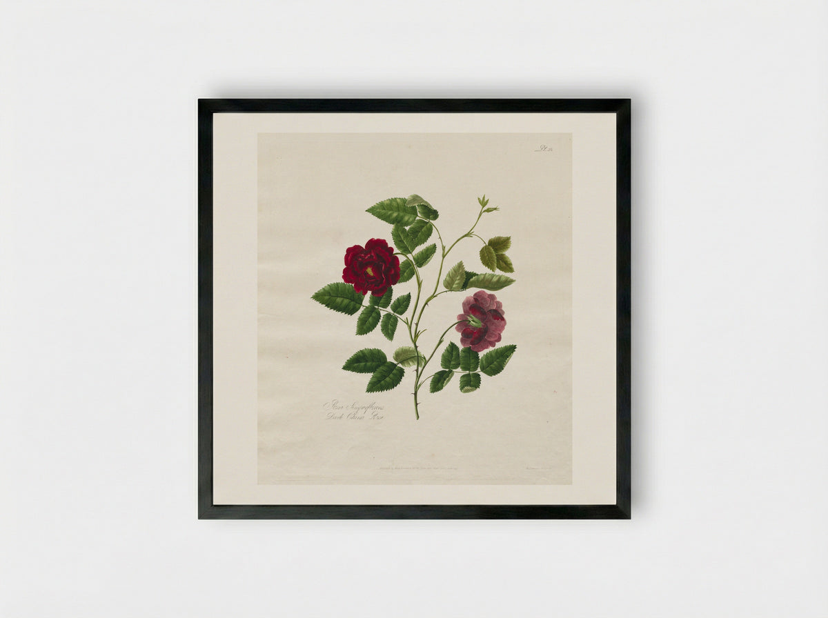 A Collection of Roses from Nature: Dark China Rose - Mary Lawrance - Framed Print Black