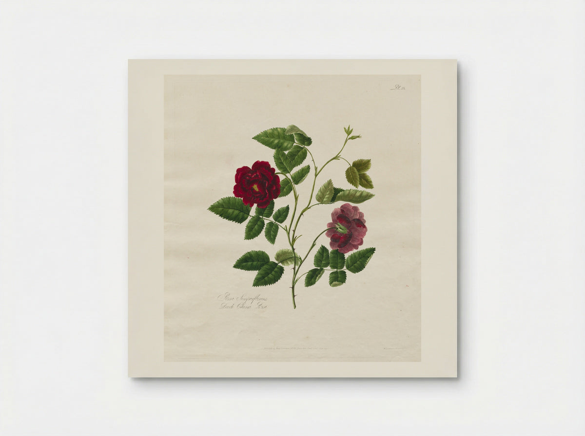A Collection of Roses from Nature: Dark China Rose - Mary Lawrance - Poster