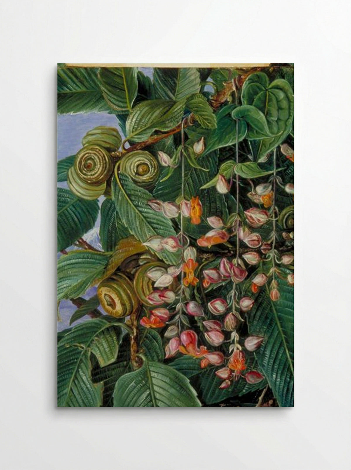 A Darjeeling Oak Festooned with a Climber - Marianne North - Poster