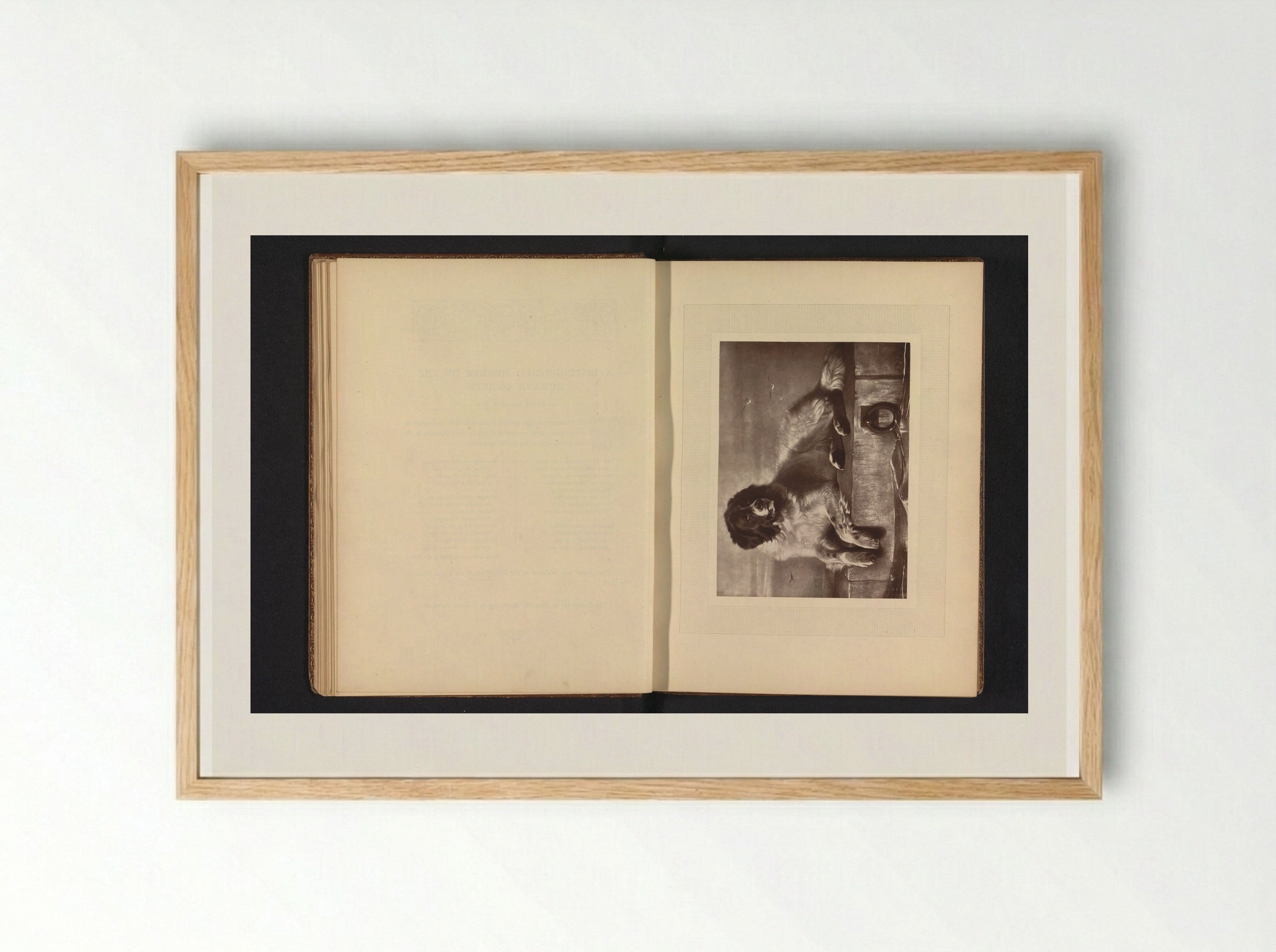 A Distinguished Member of the Humane Society - Edwin Henry Landseer - Framed Print Wood