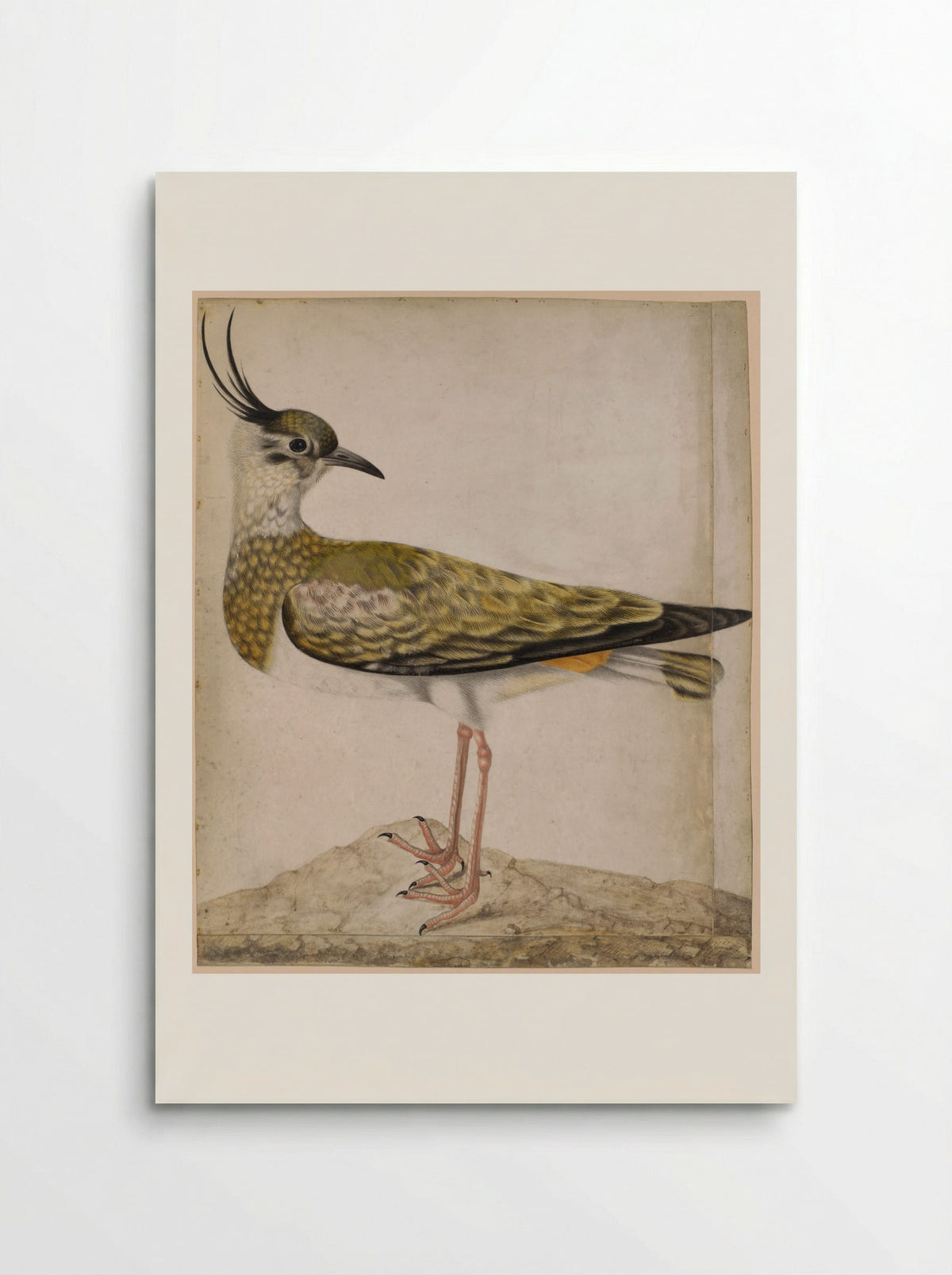 A Green Plover - Maria Sibylla Merian - Poster