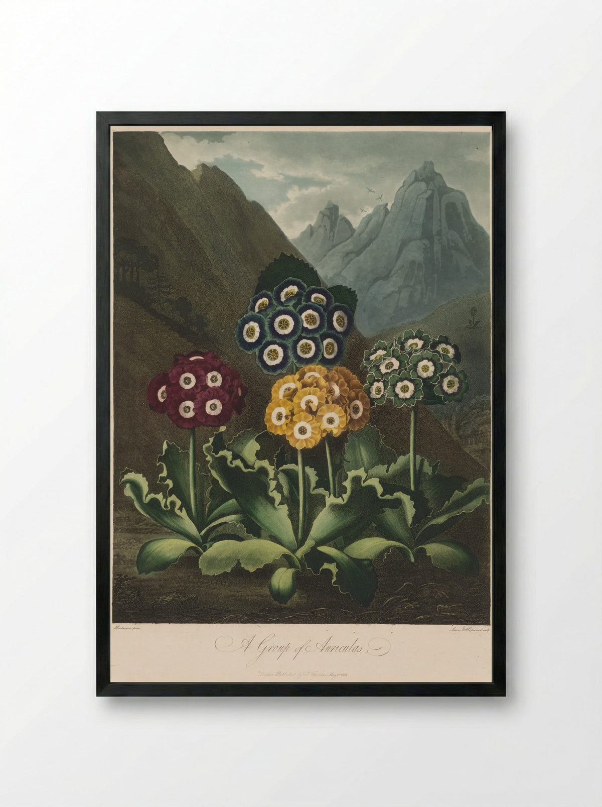 A Group of Auriculas - Robert John Thornton - Framed Print Black