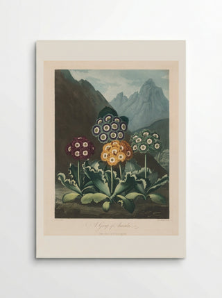 A Group of Auriculas - Robert John Thornton