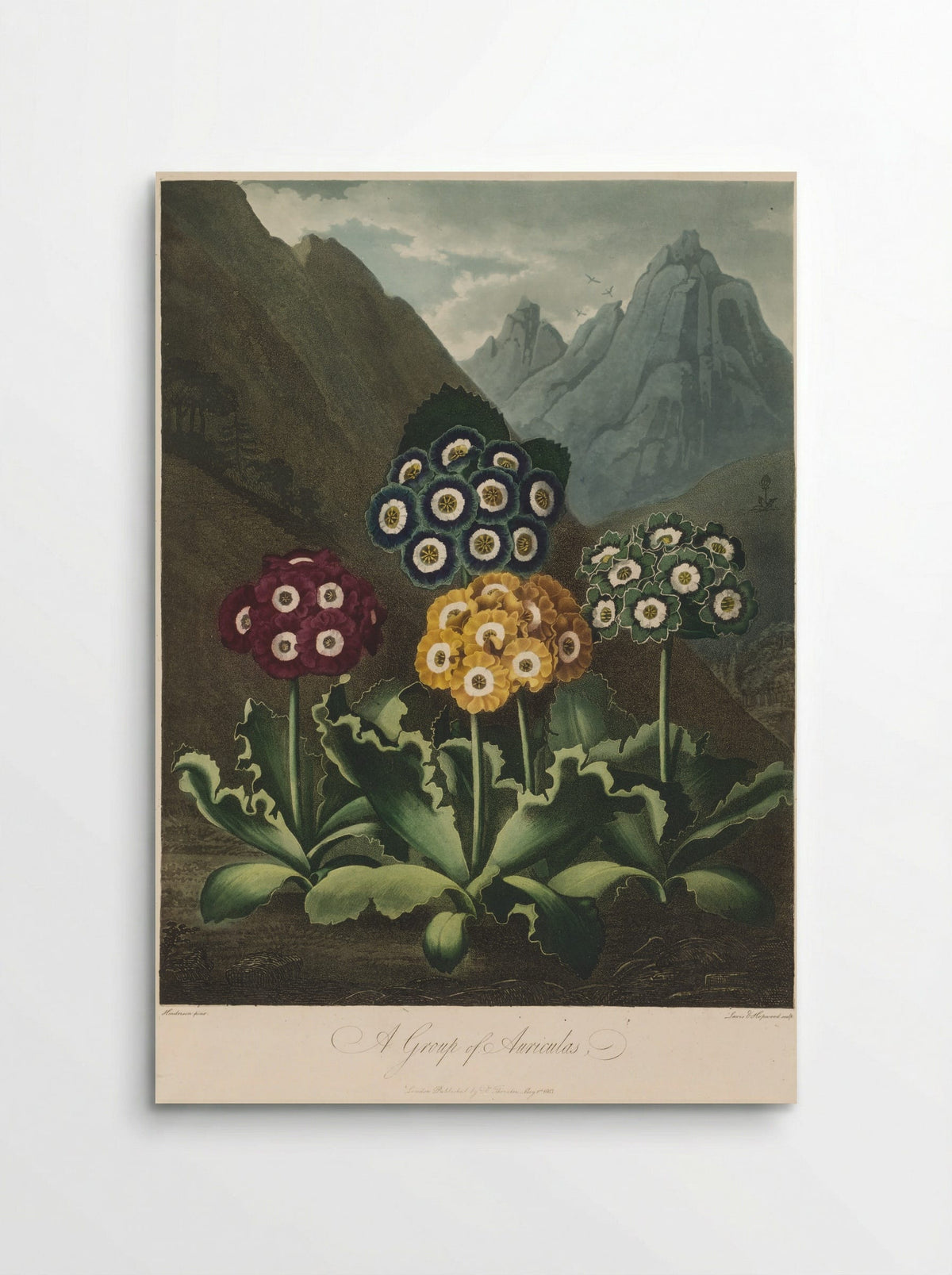 A Group of Auriculas - Robert John Thornton - Poster