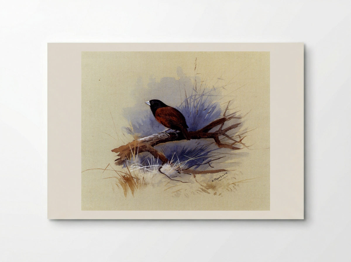 A Nepalese Black-Headed Nun on a Branch - Archibald Thorburn - Poster