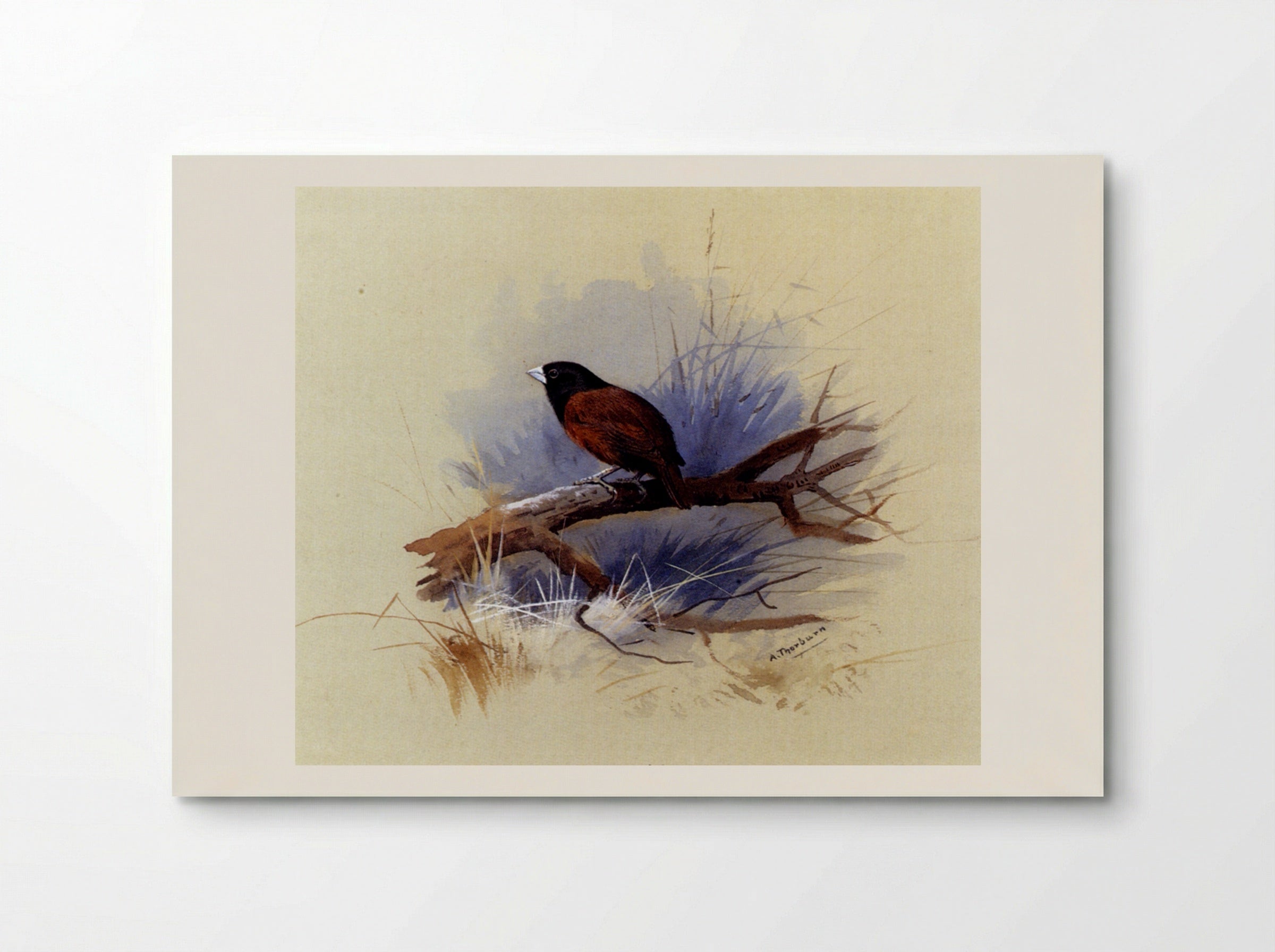 A Nepalese Black-Headed Nun on a Branch - Archibald Thorburn - Poster