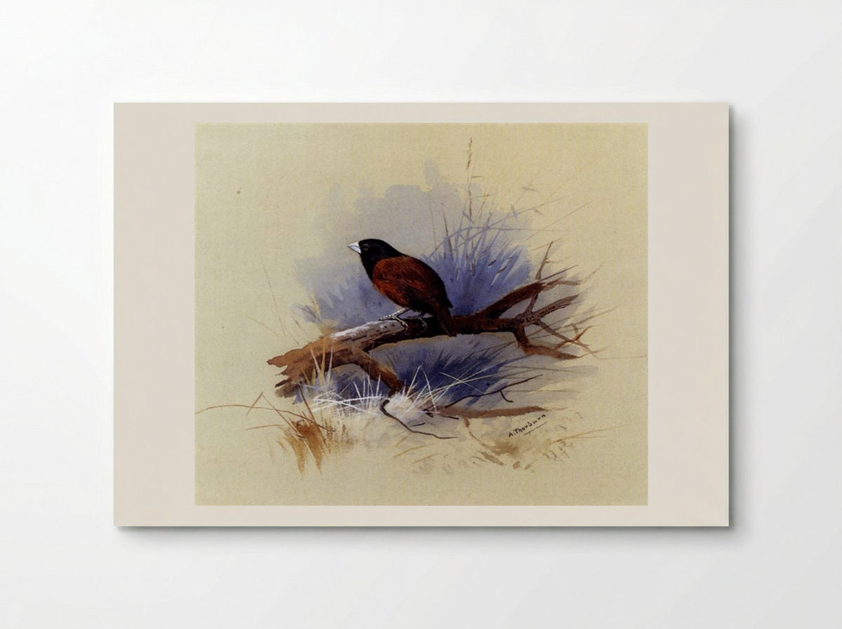 A Nepalese Black-headed Nun on a Branch - Archibald Thorburn - Poster