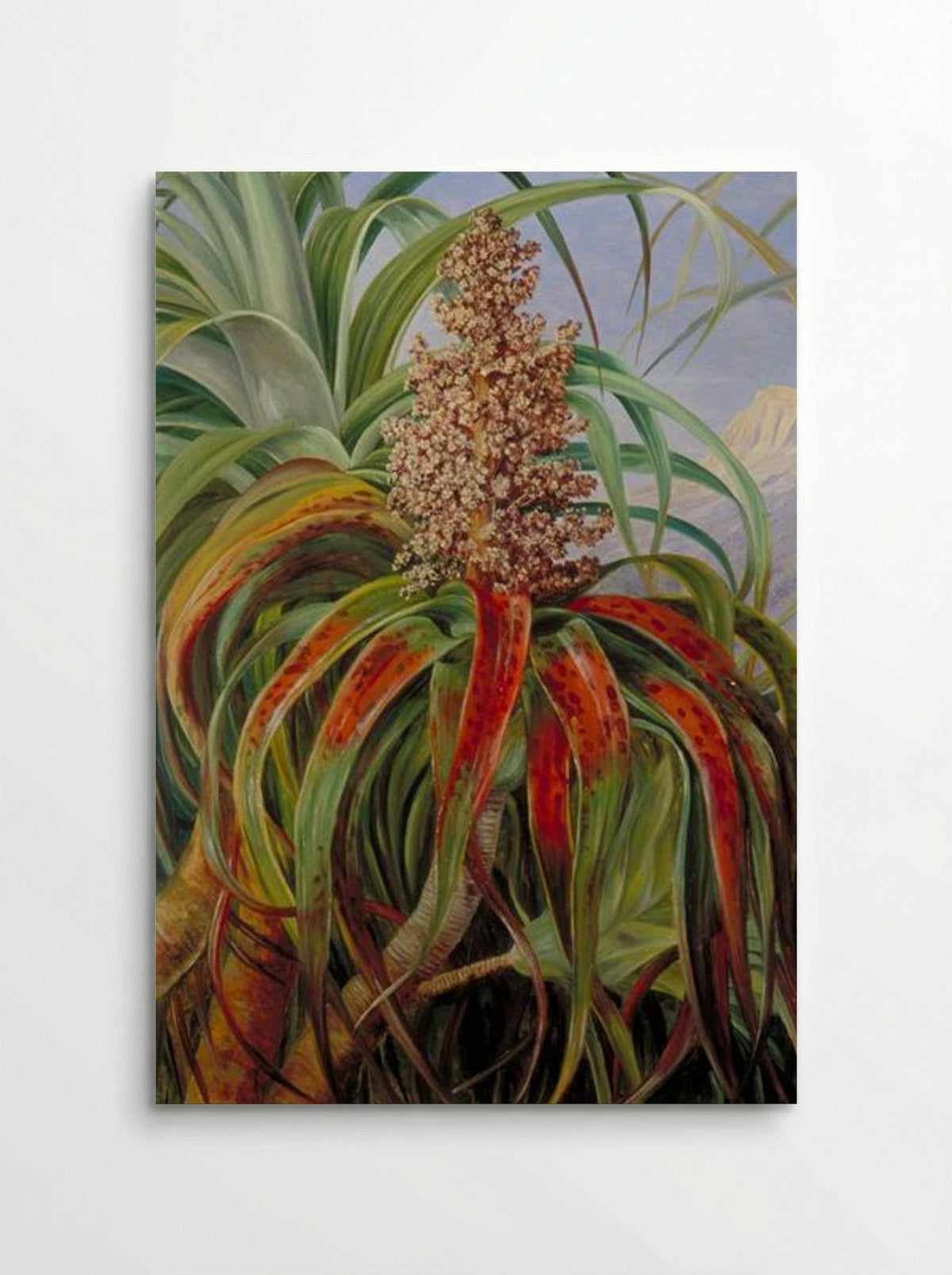 A New Zealand Dracophyllum - Marianne North - Poster