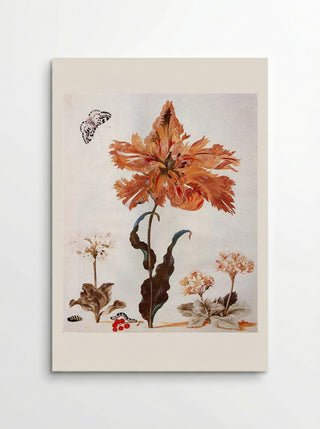 A Parrot Tulip, Auriculas, and Red Currants, with a Magpie Moth, its Caterpillar and Pupa - Maria Sibylla Merian