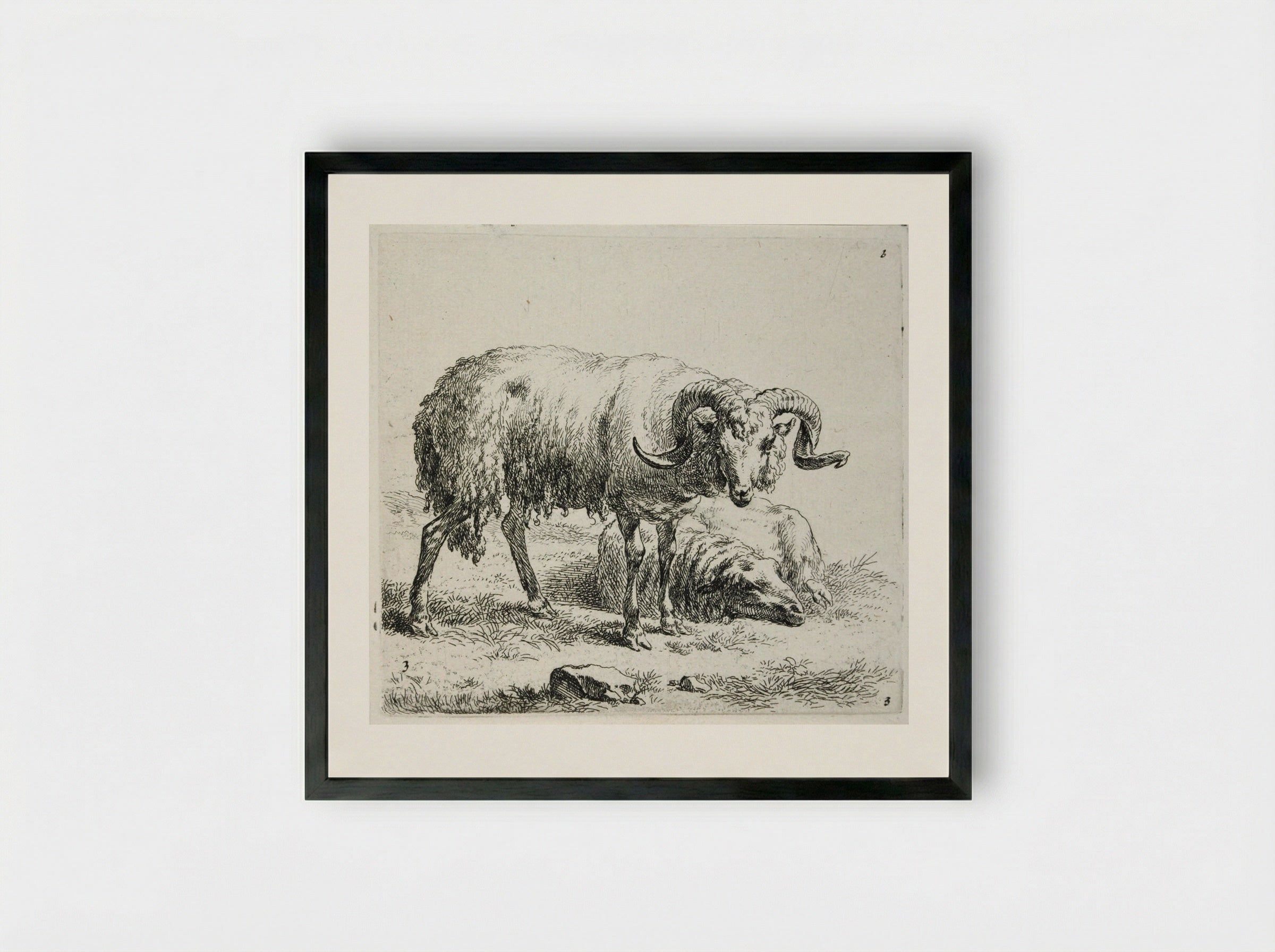 A Ram and a Sheep - Nicolaes Berchem - Framed Print Black