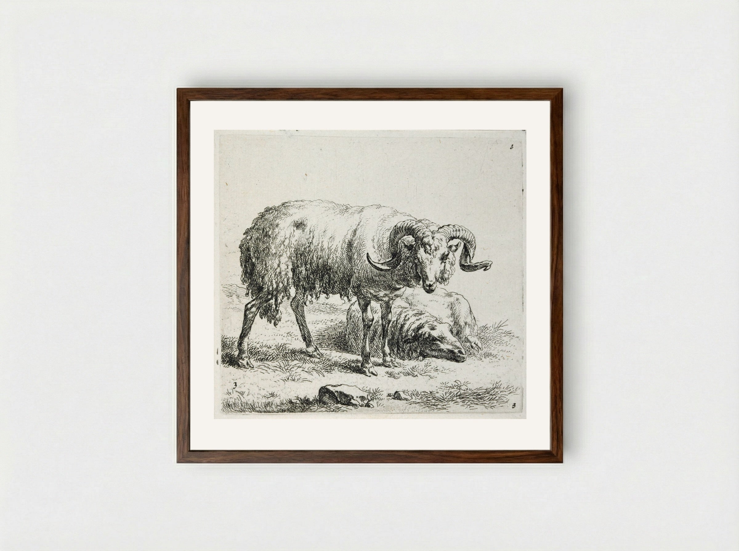 A Ram and a Sheep - Nicolaes Berchem - Framed Print Dark Wood