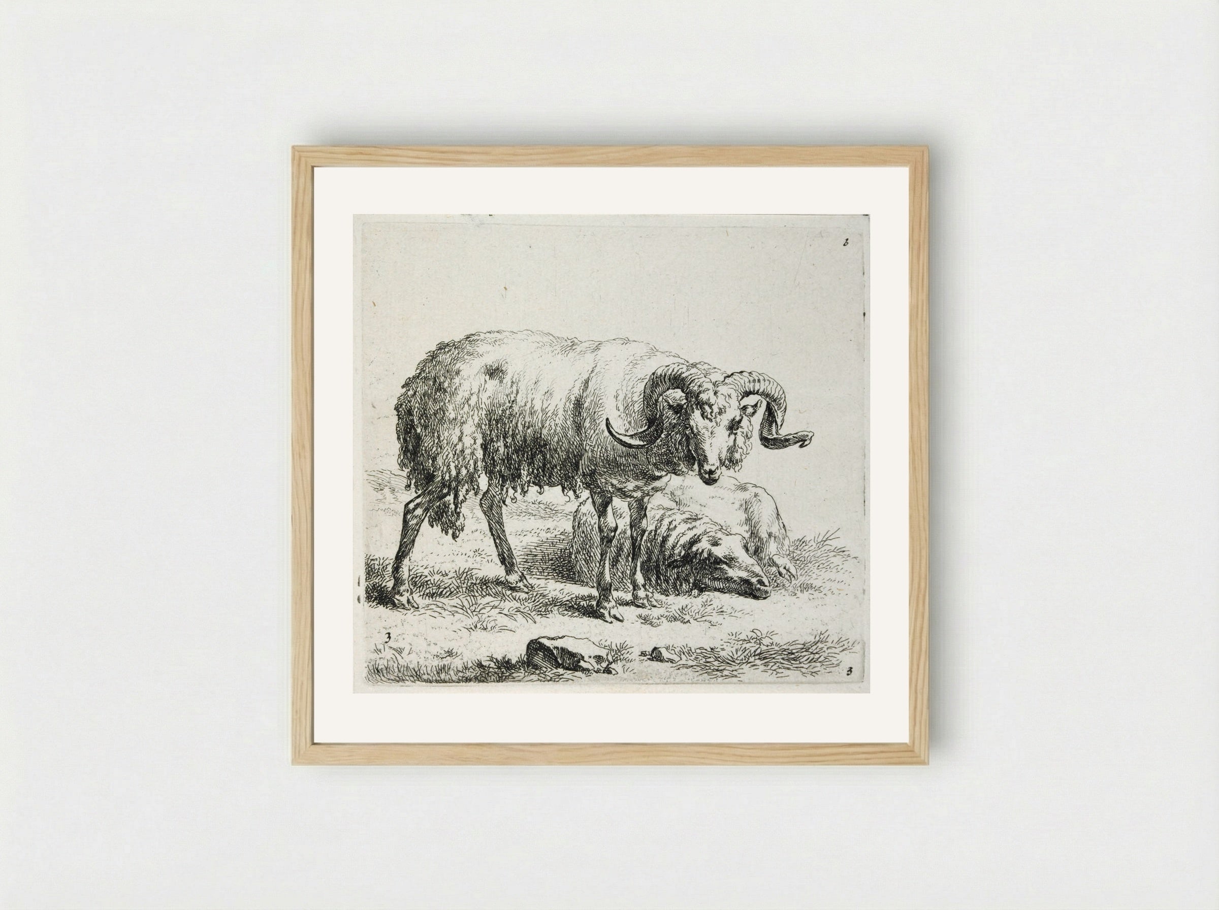 A Ram and a Sheep - Nicolaes Berchem - Framed Print Wood
