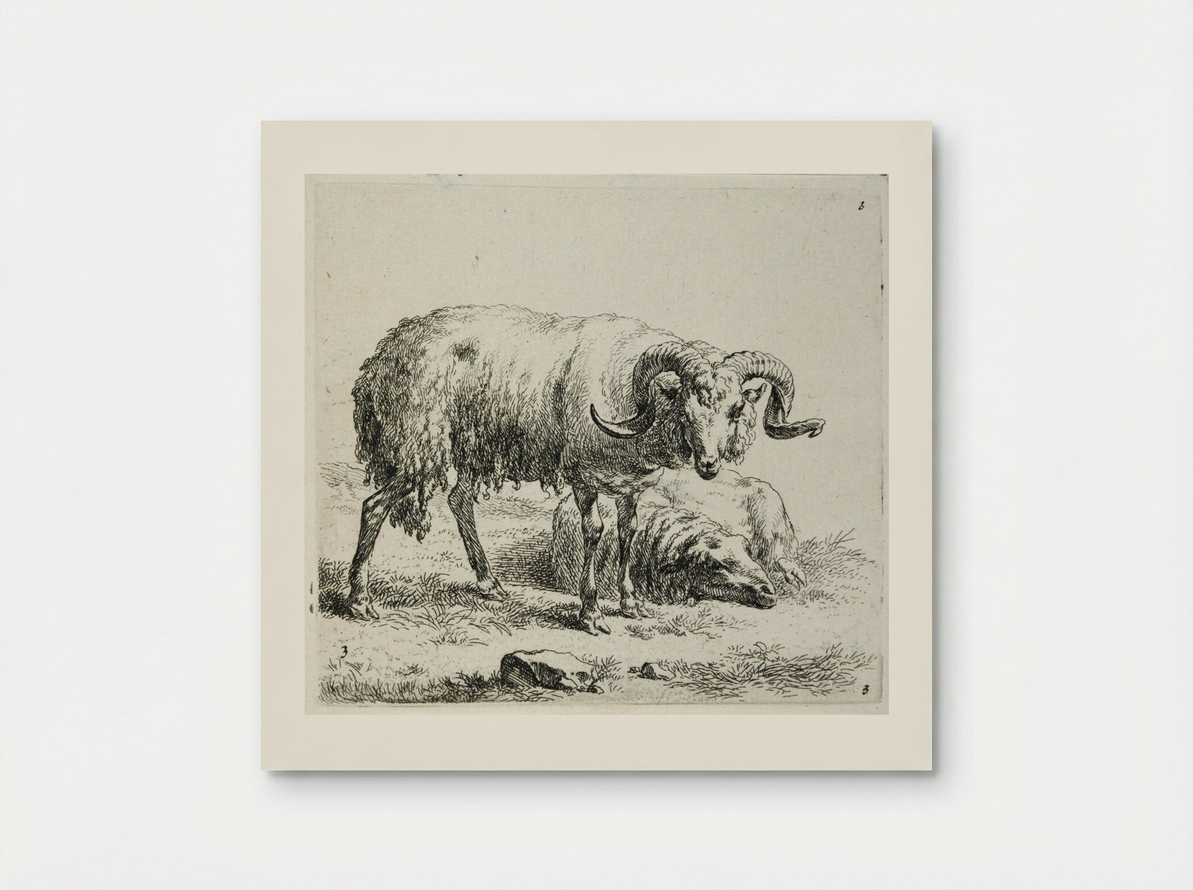 A Ram and a Sheep - Nicolaes Berchem - Poster