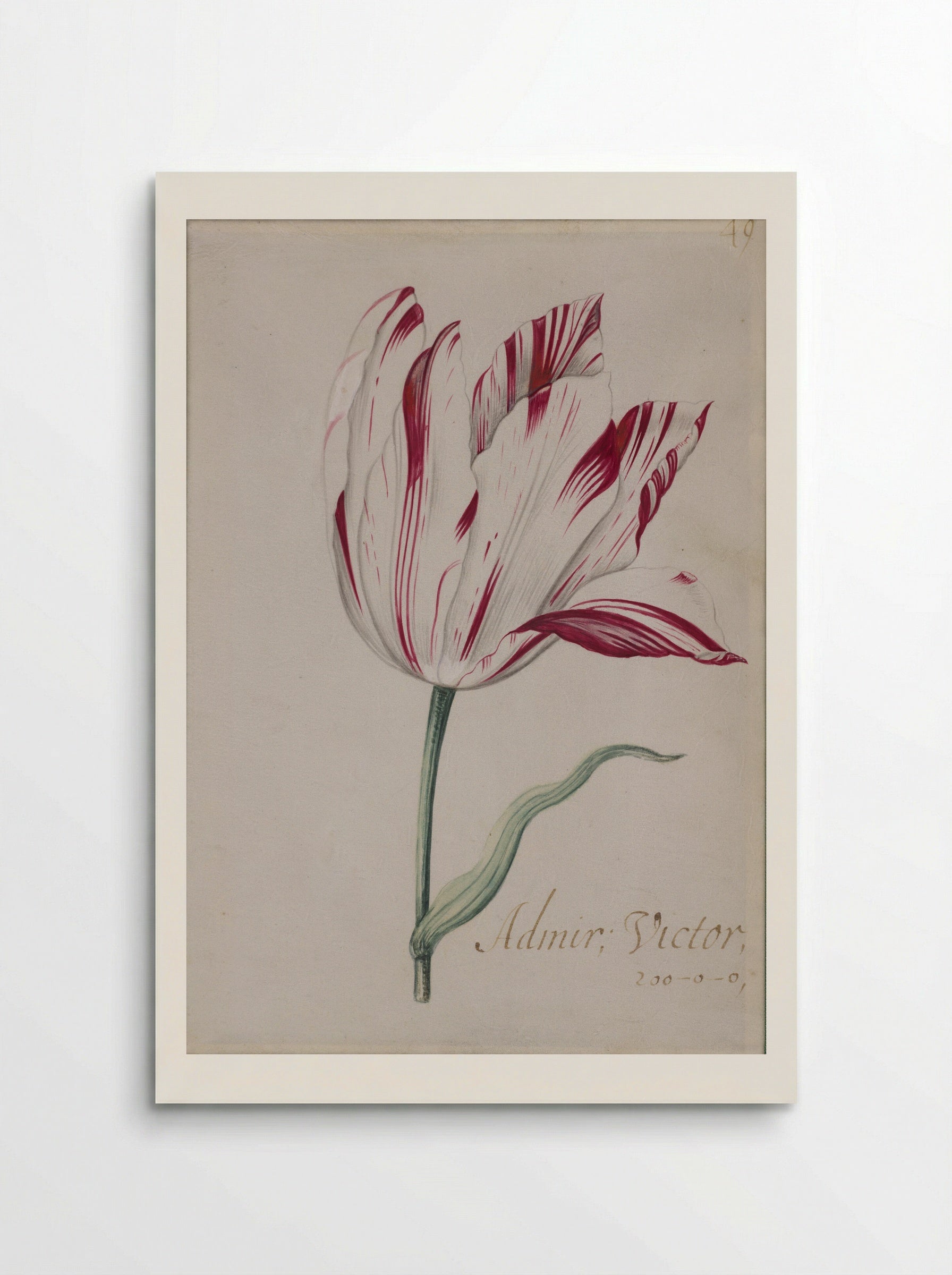 A Red and White Striped Tulip (Admiral Victor) - Jacob Marrel - Poster