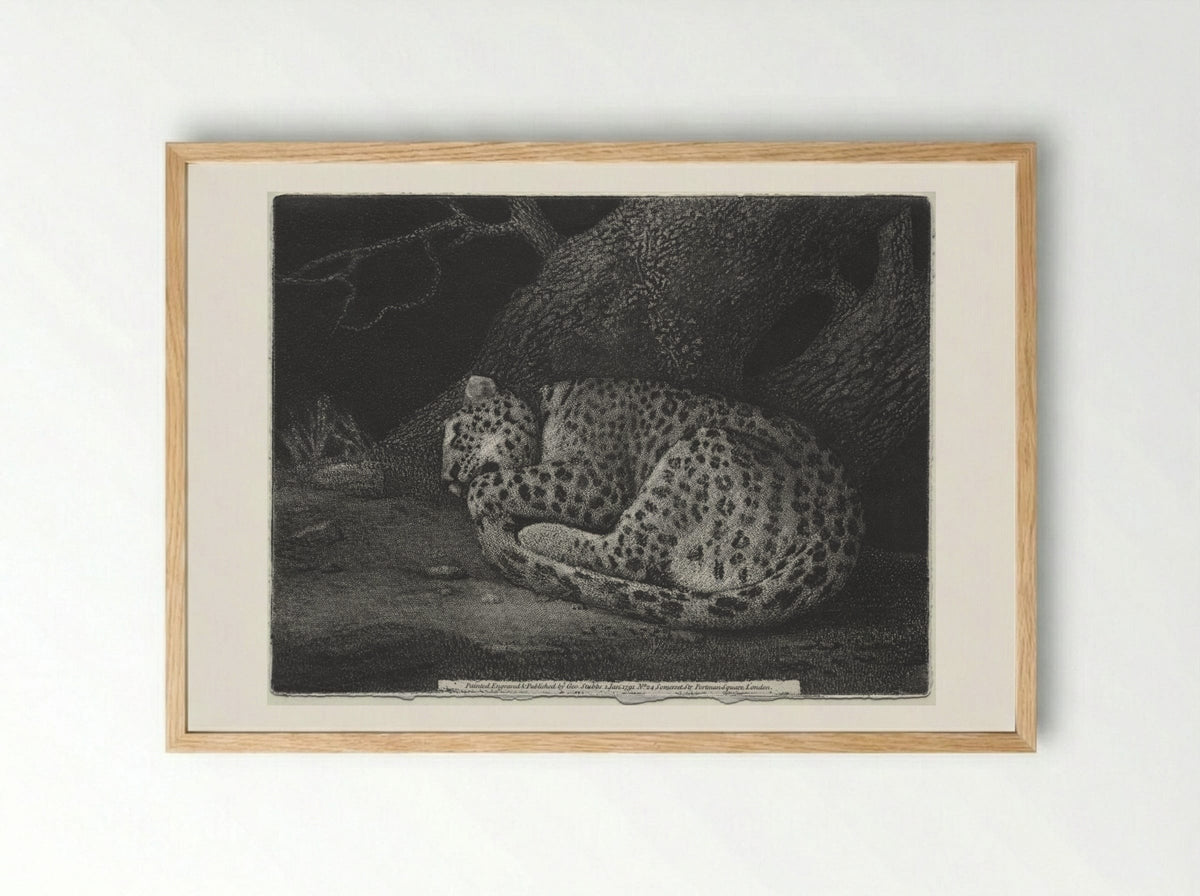 A Sleeping Leopard - George Stubbs - Framed Print Wood