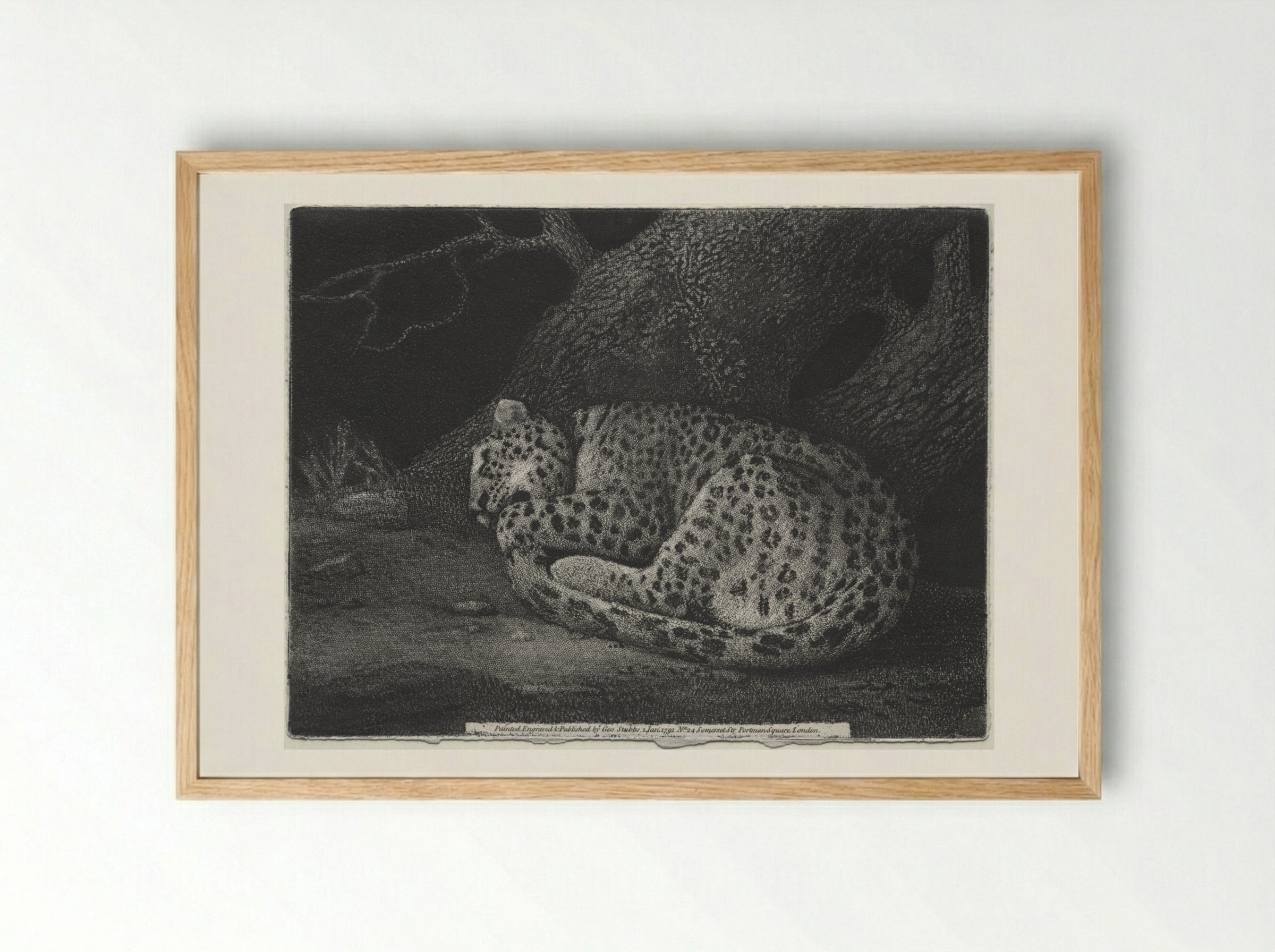 A Sleeping Leopard - George Stubbs - Framed Print Wood