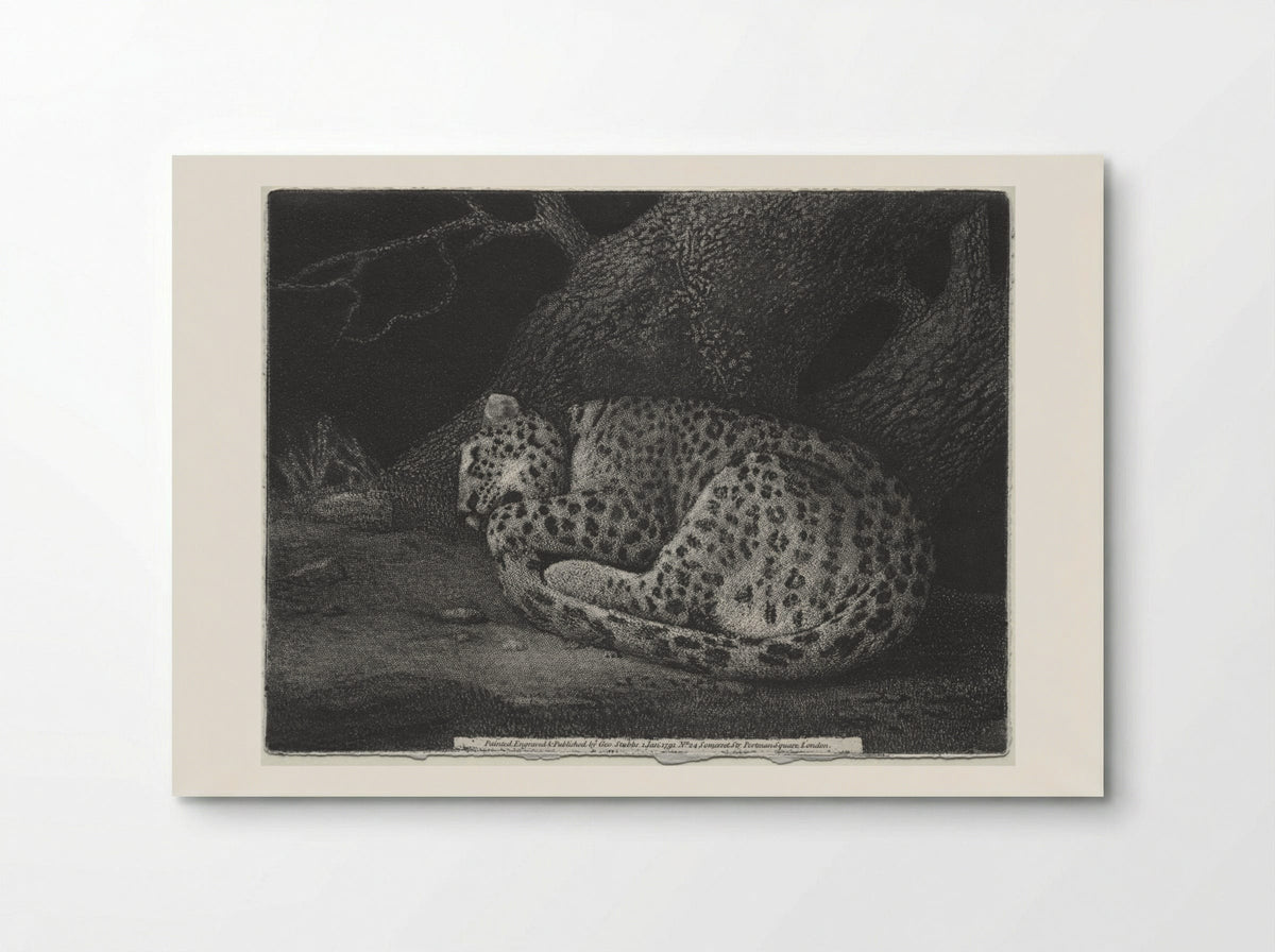 A Sleeping Leopard - George Stubbs - Poster