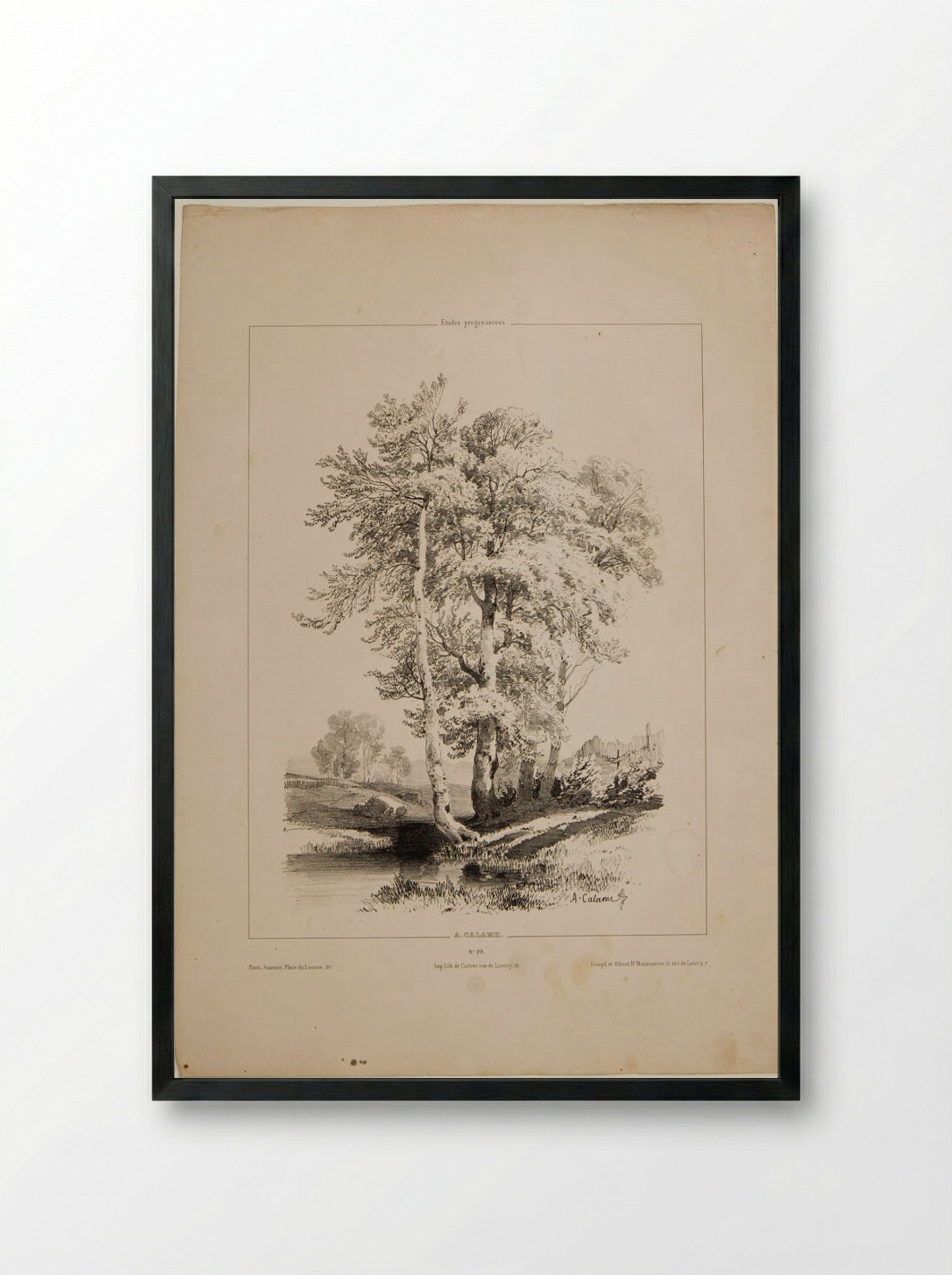 A Stand of Birch - Alexandre Calame - Framed Print Black