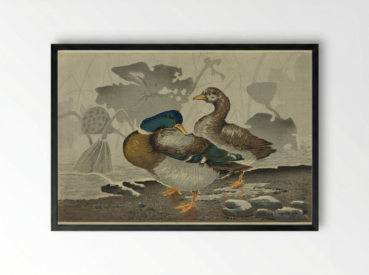A pair of ducks by a lotus pond - Kobayashi Kiyochika - Framed Print Black