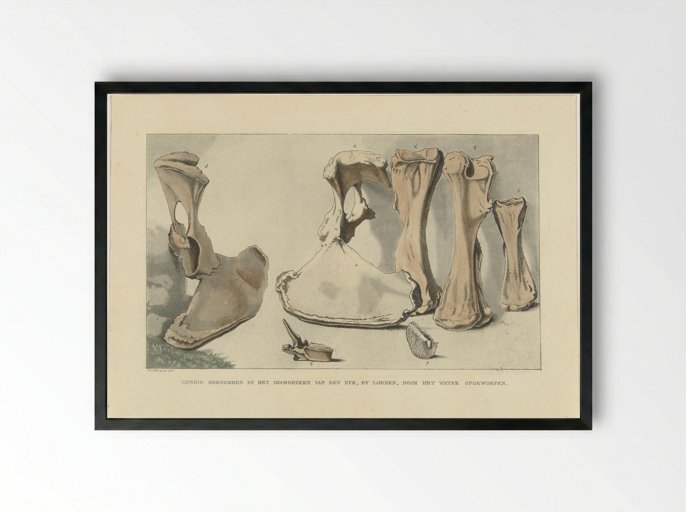 Aangespoelde beenderen - Anthonie van den Bos - Framed Print Black