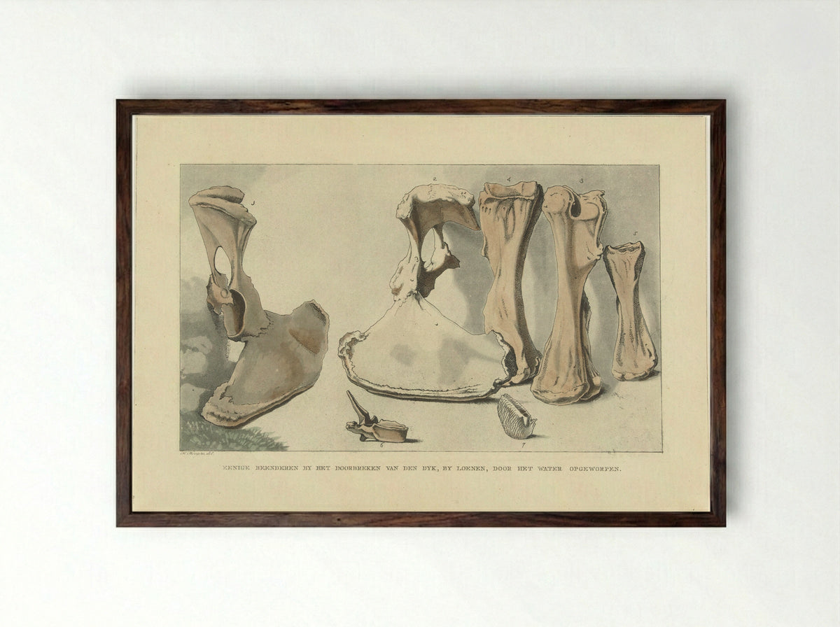 Aangespoelde beenderen - Anthonie van den Bos - Framed Print Dark Wood