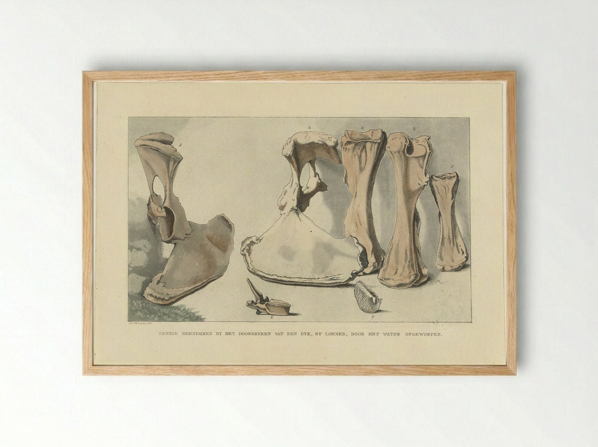 Aangespoelde beenderen - Anthonie van den Bos - Framed Print Wood