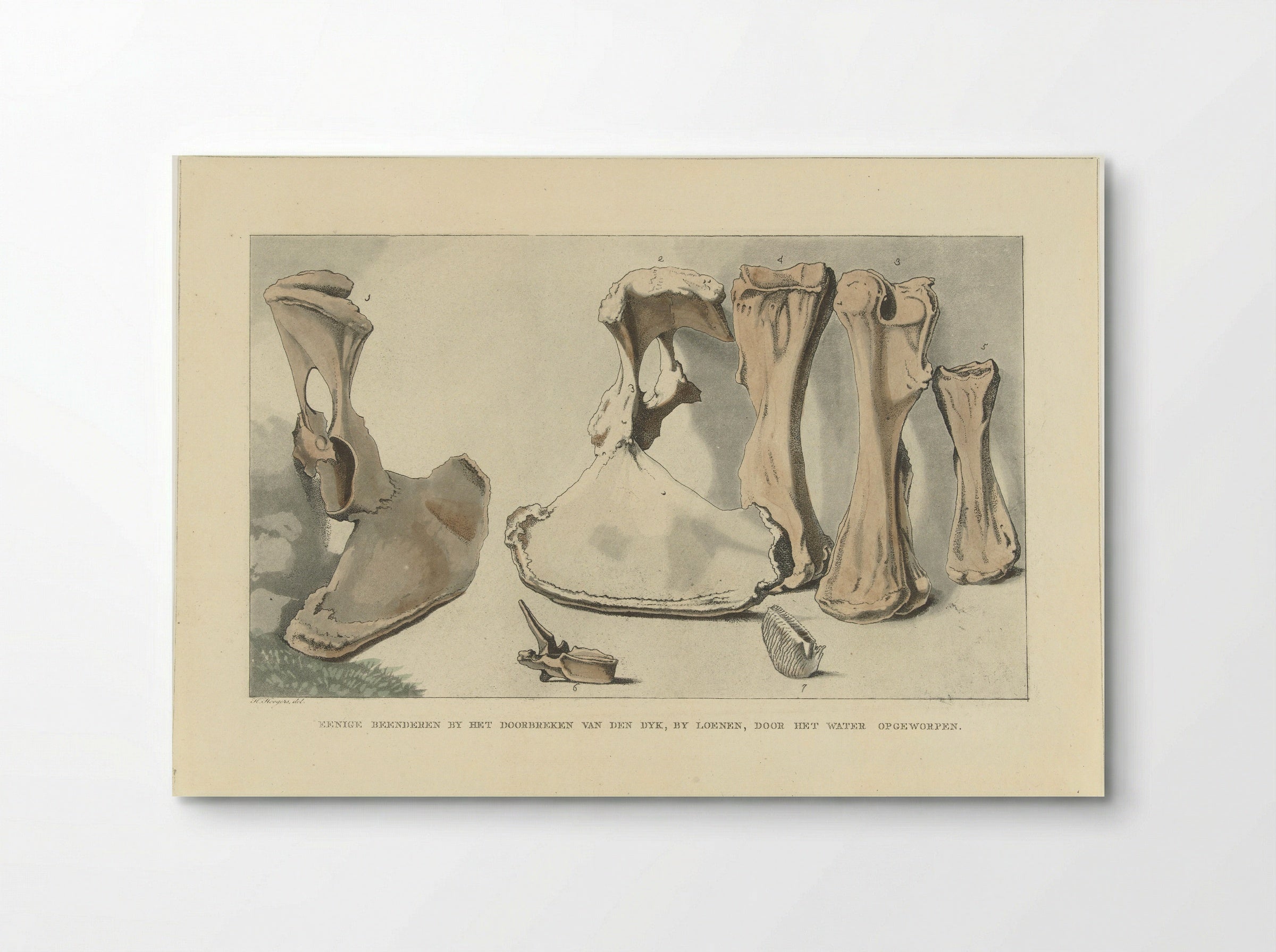Aangespoelde beenderen - Anthonie van den Bos - Poster